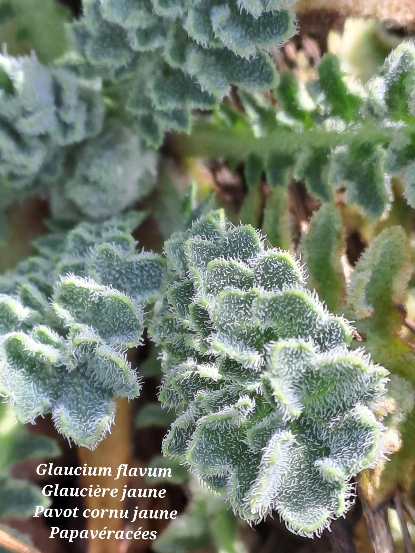 Glauciere jaune 01 04 03 26