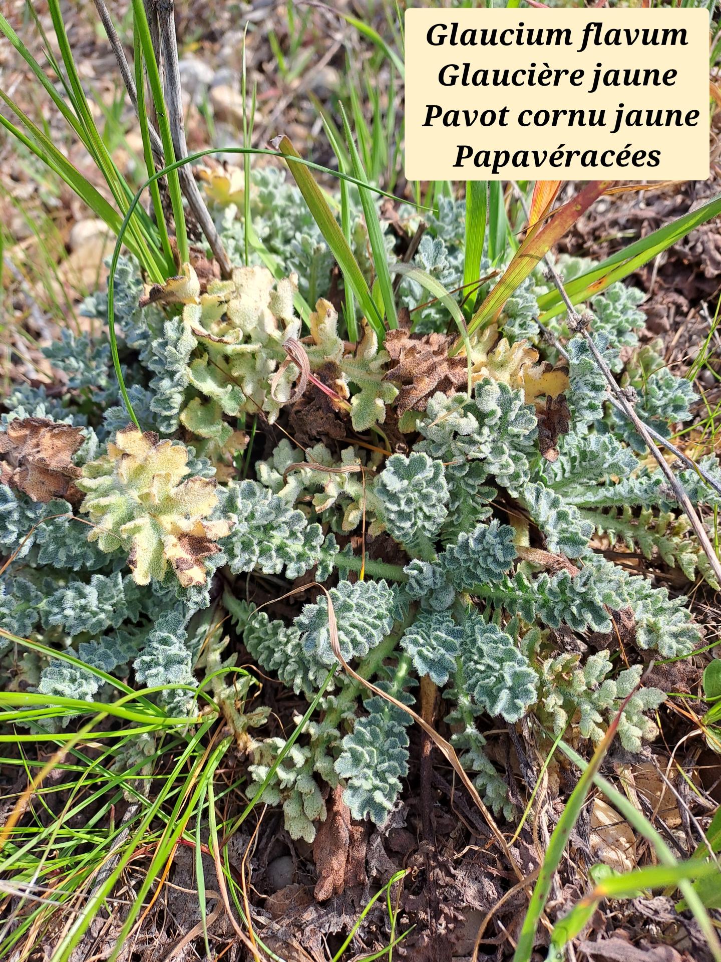 Glauciere jaune 02 04 03 26