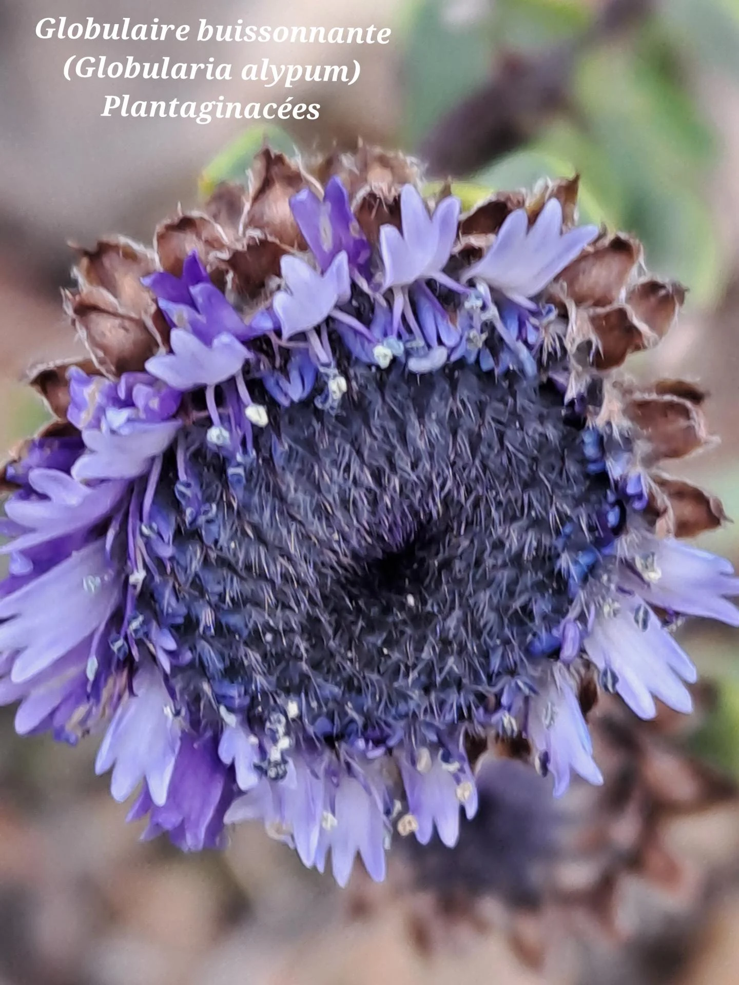 Globulaire buissonnante 04 11 02 26