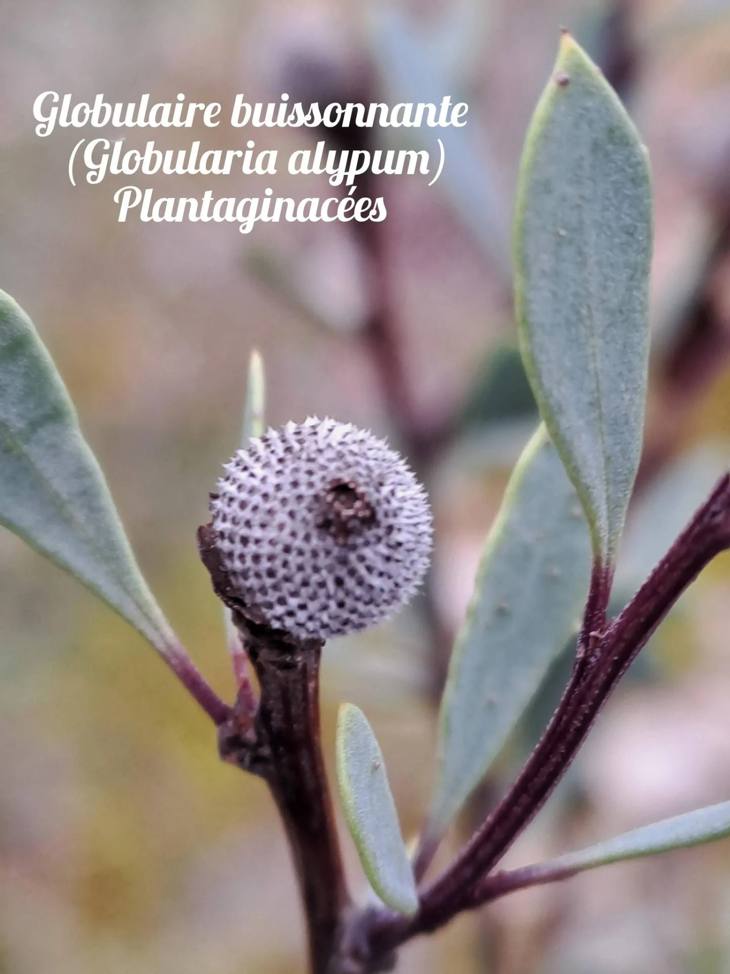 Globulaire buissonnante 04 12 25 01