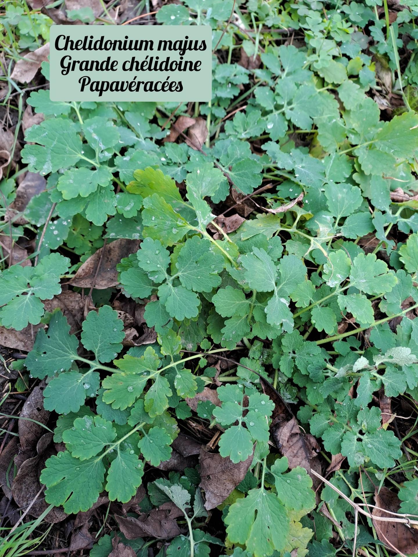 Grande chelidoine 01 17 12 25