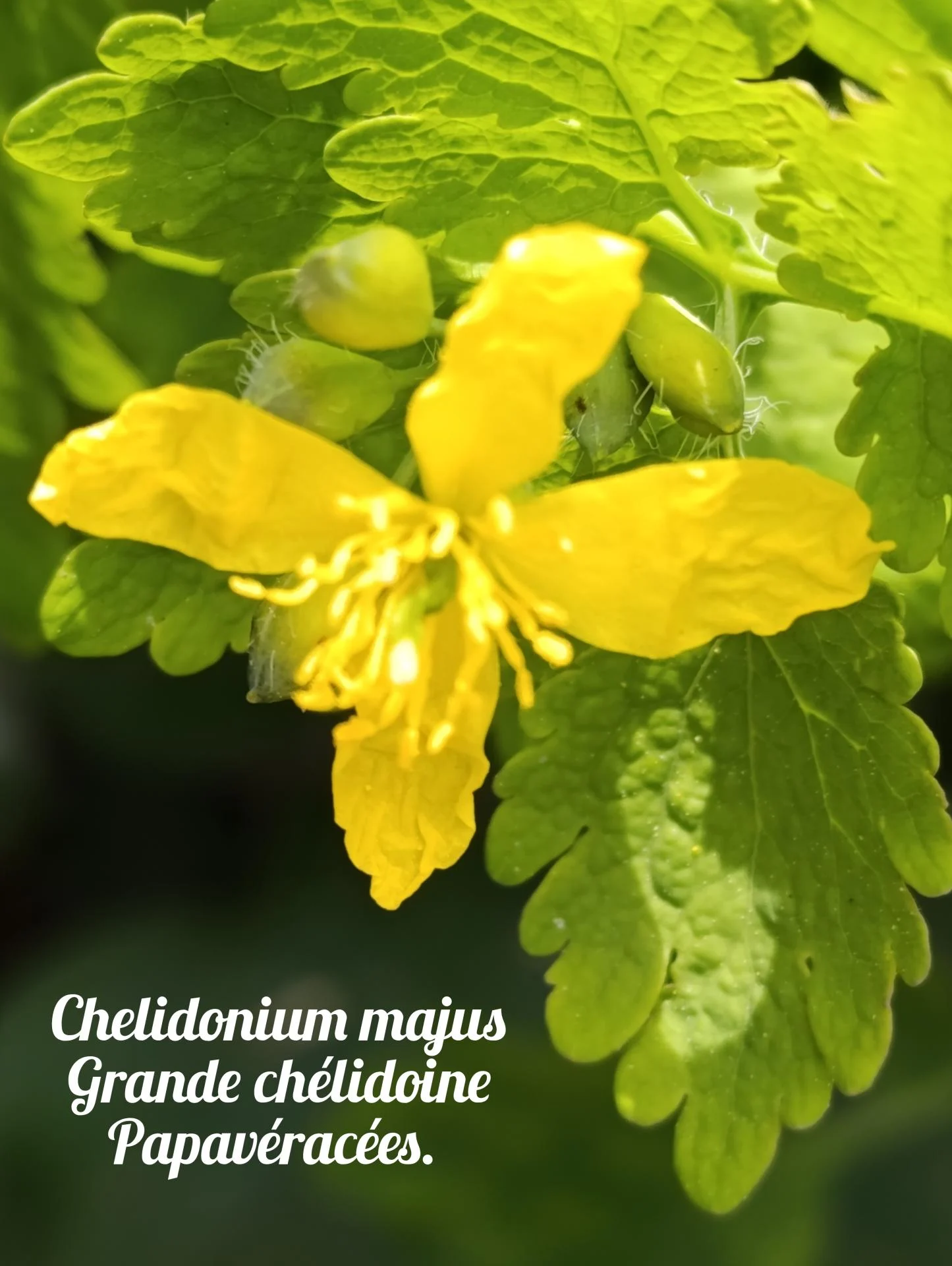 Grande chelidoine 01 25 03 26