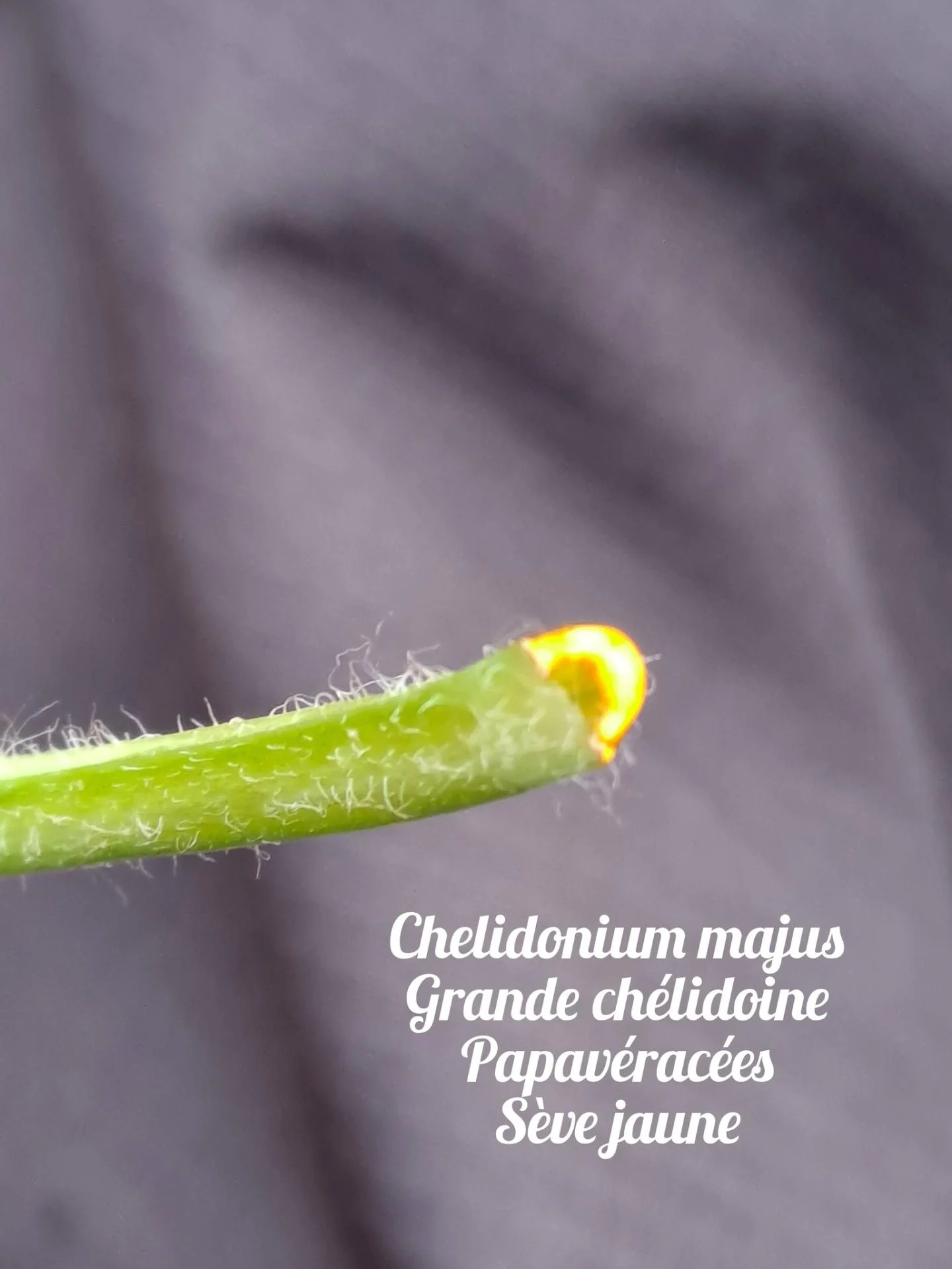 Grande chelidoine 02 17 12 25