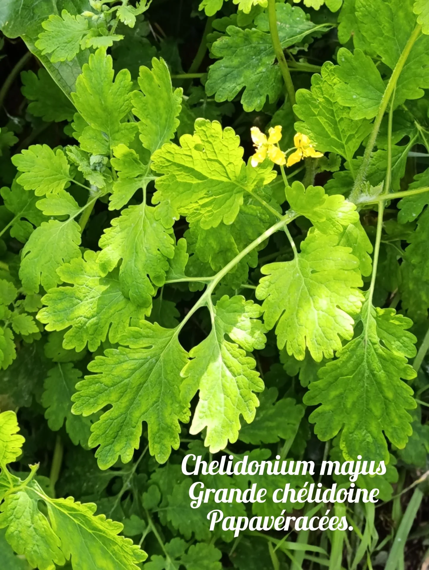 Grande chelidoine 02 25 03 26