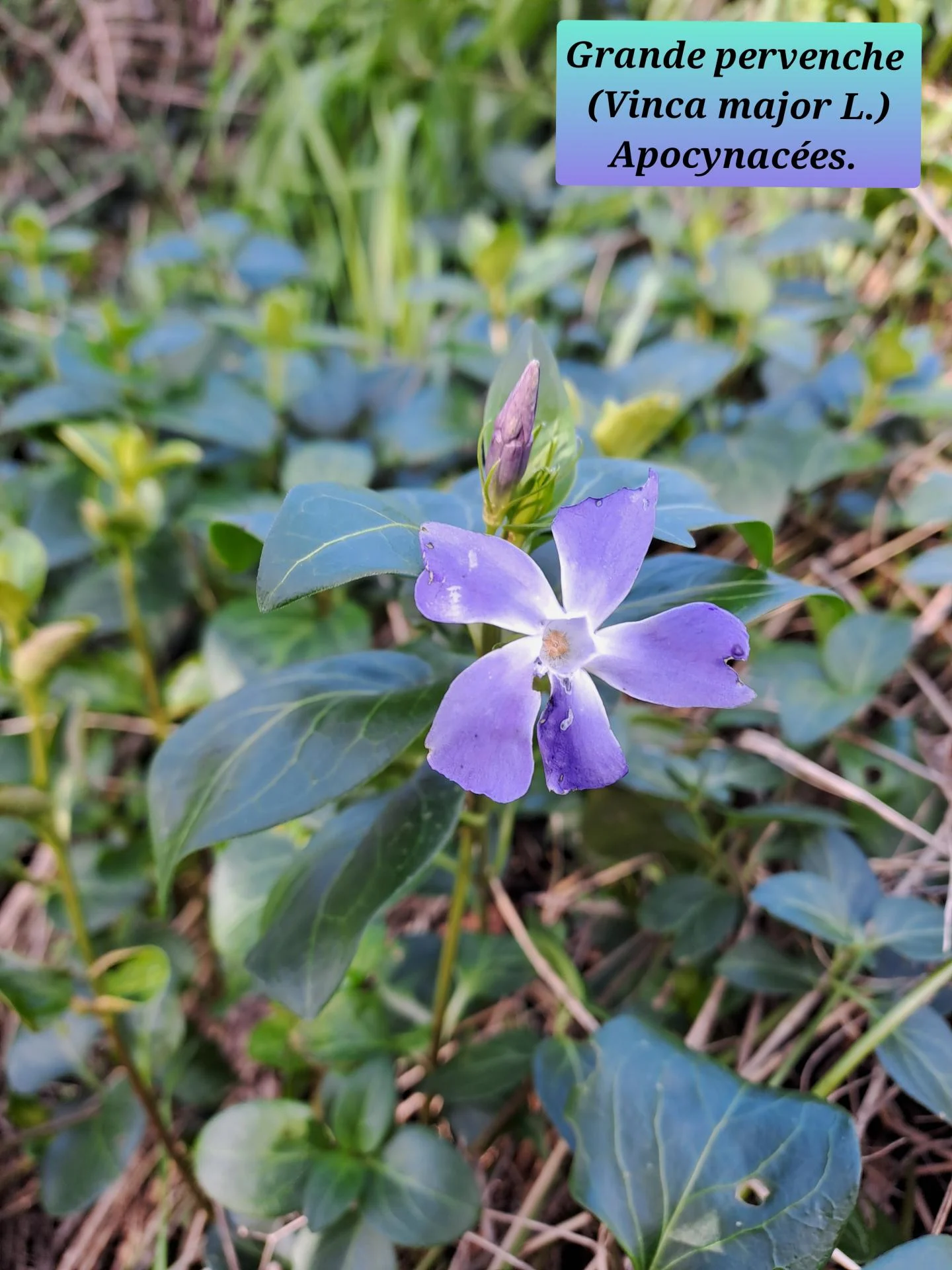 Grande pervenche 01 28 01 26