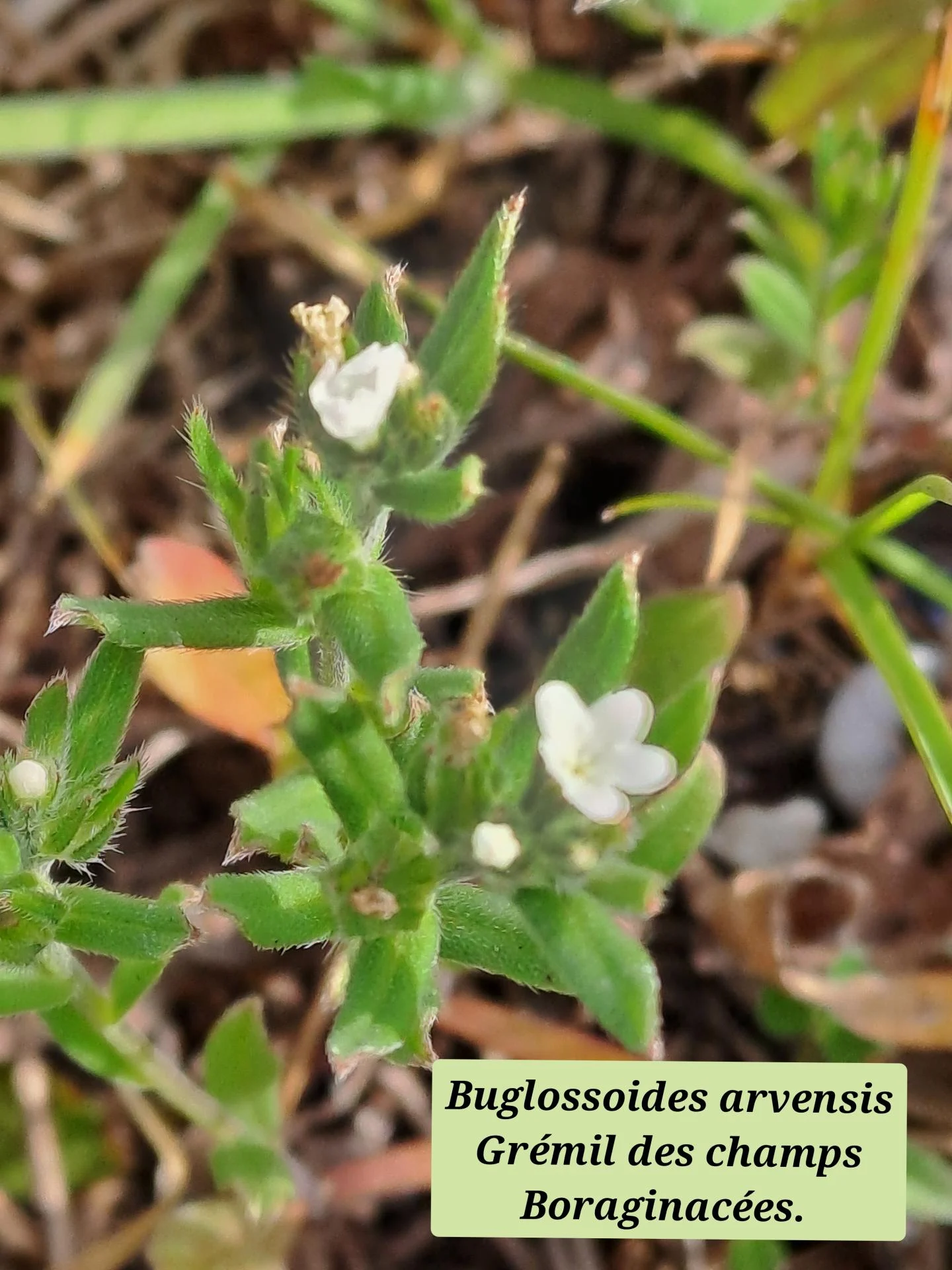 Gremil des champs 01 04 03 26