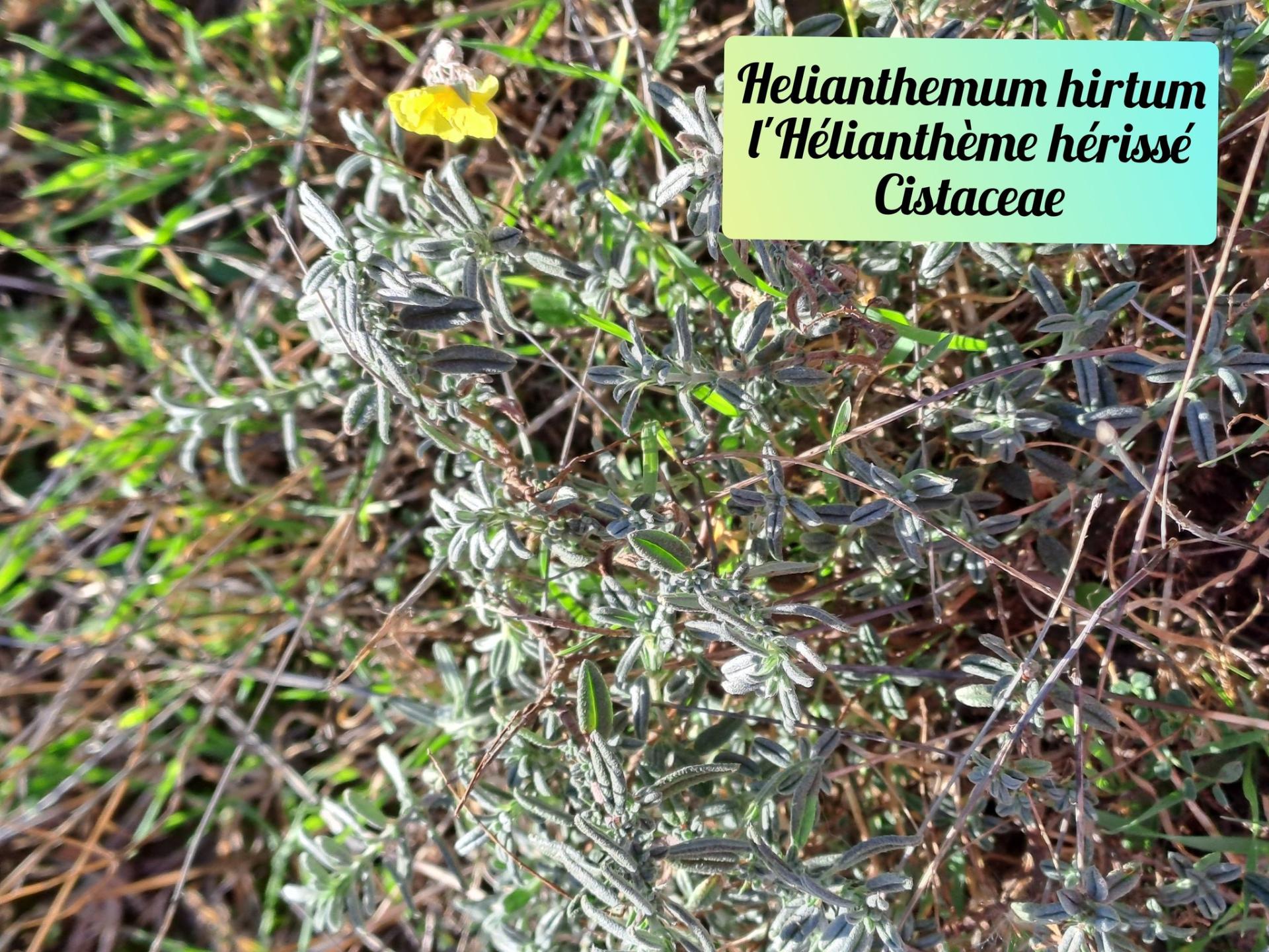 Heliantheme herisse 20 11 25 01