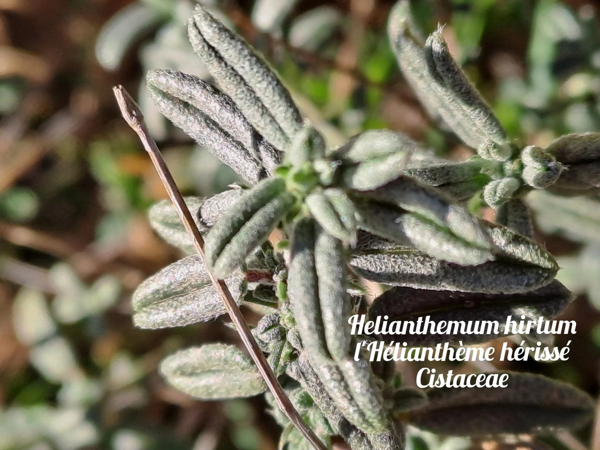 Heliantheme herisse 20 11 25 05