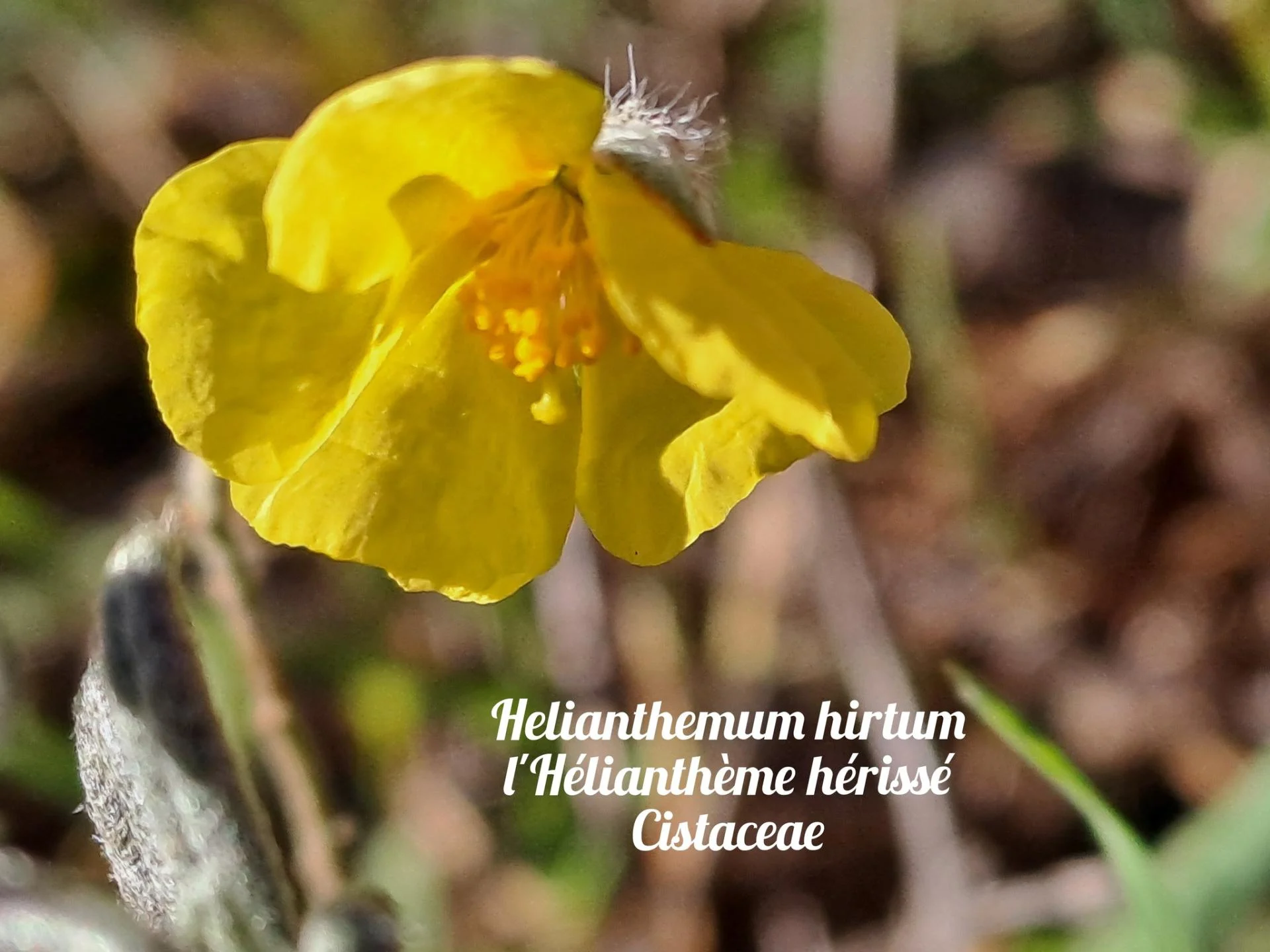 Heliantheme herisse 20 11 25 06