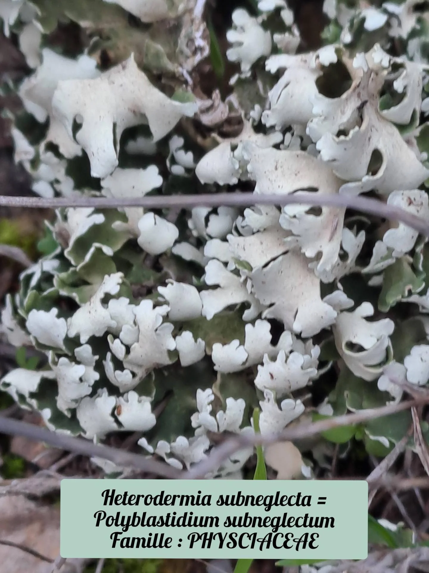 Heterodermia subneglecta 01 10 12 25