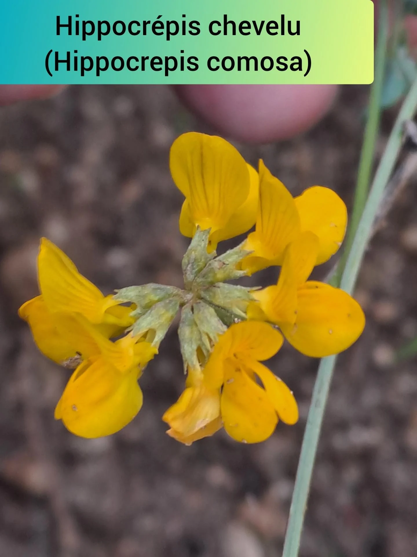 Hippocrepis chevelu 05 11 25 01