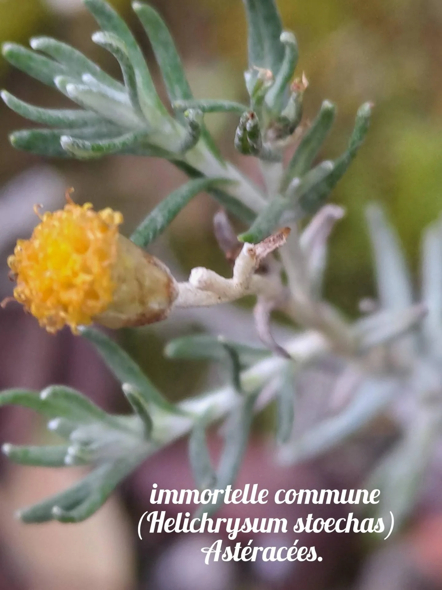 Immortelle commune 04 12 25 01