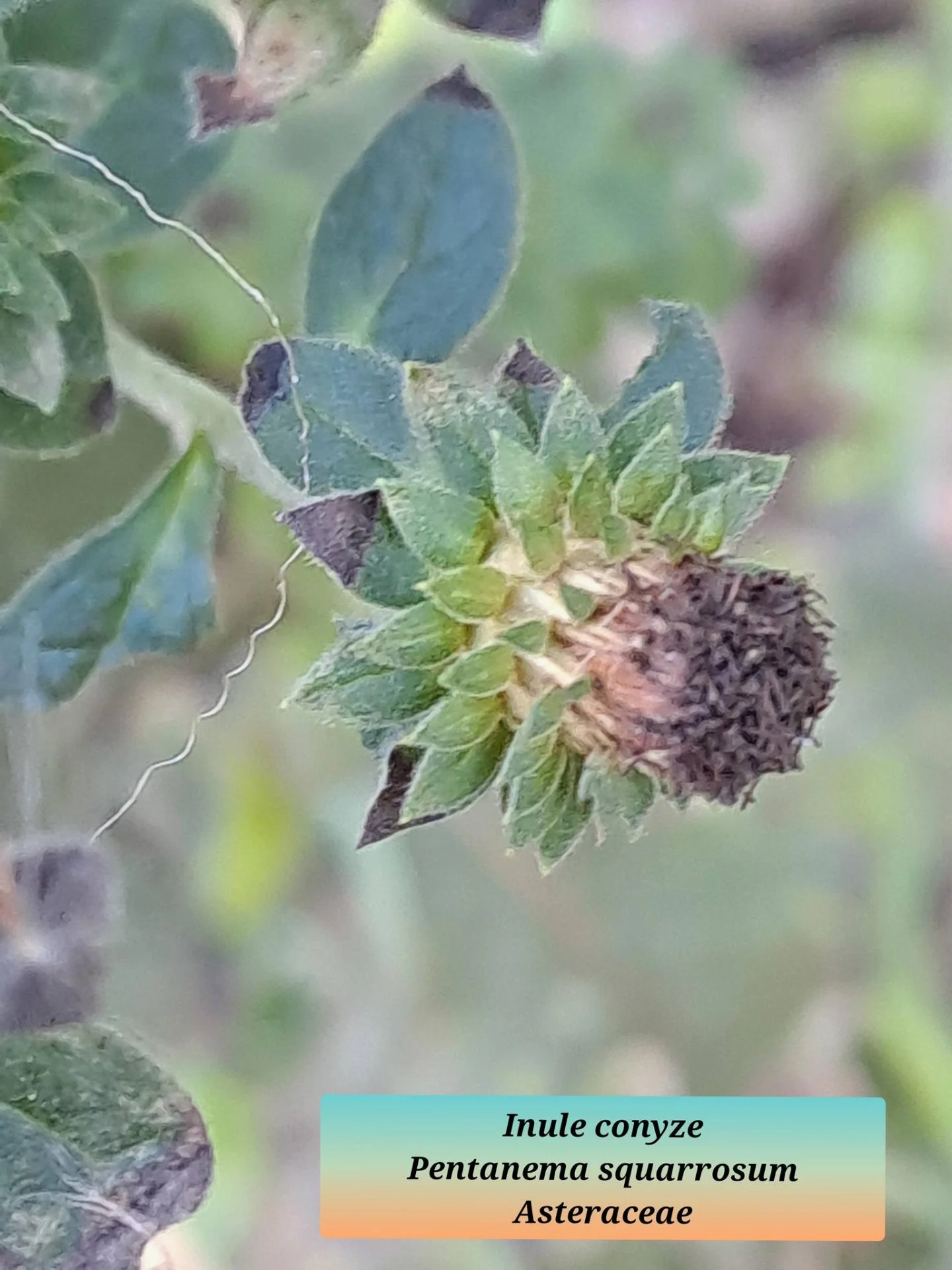 Inule conyze 01 07 01 26