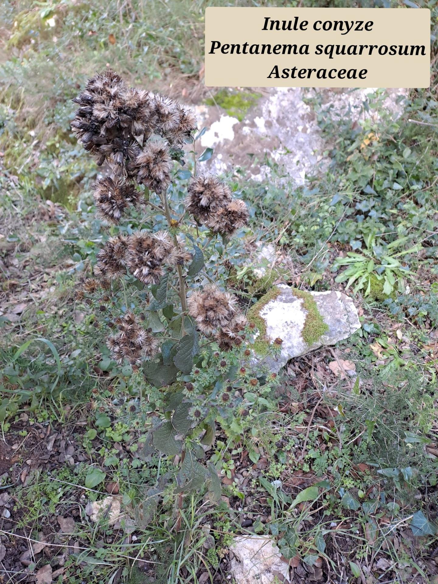 Inule conyze 02 07 01 26