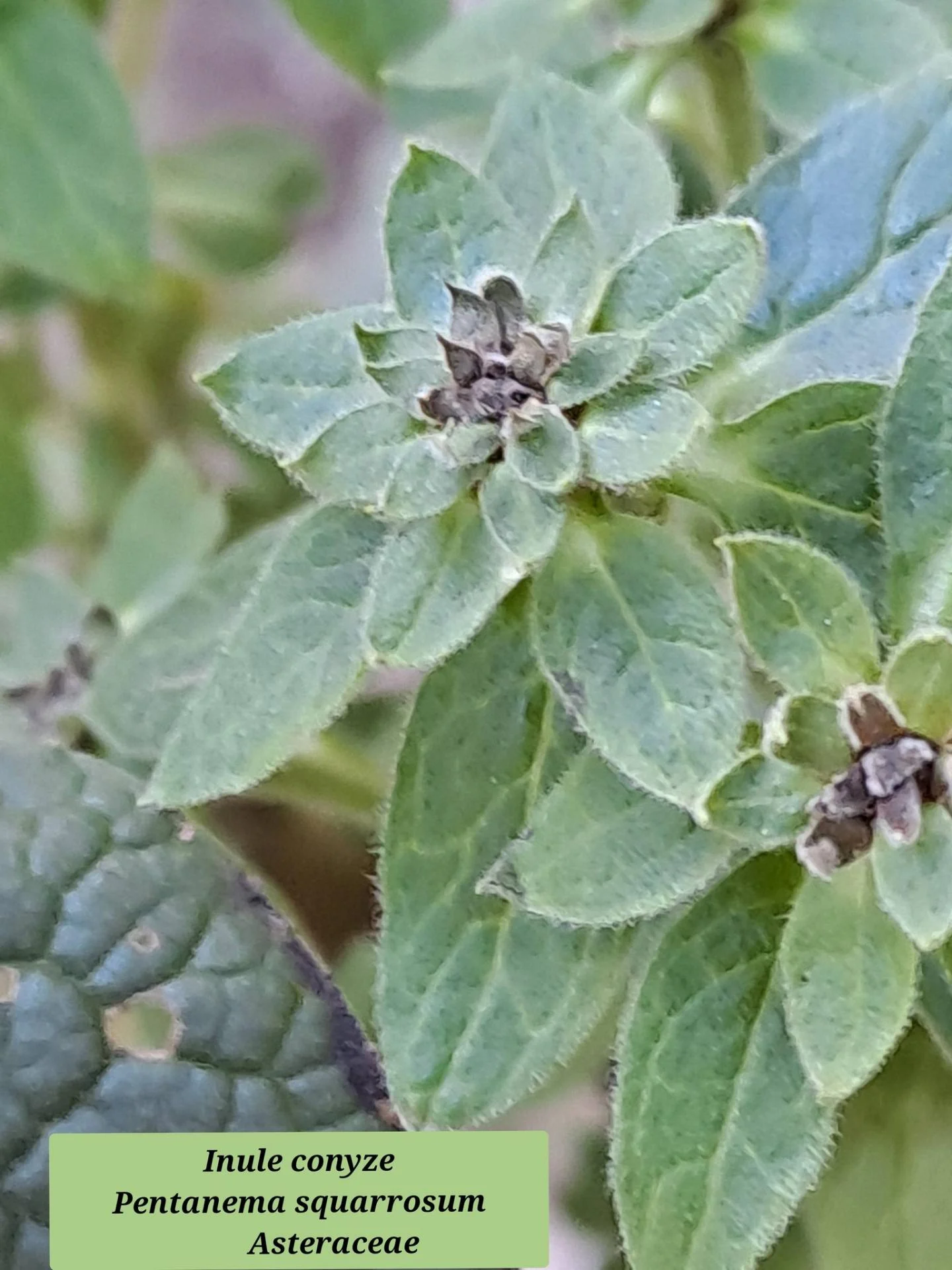 Inule conyze 03 07 01 26