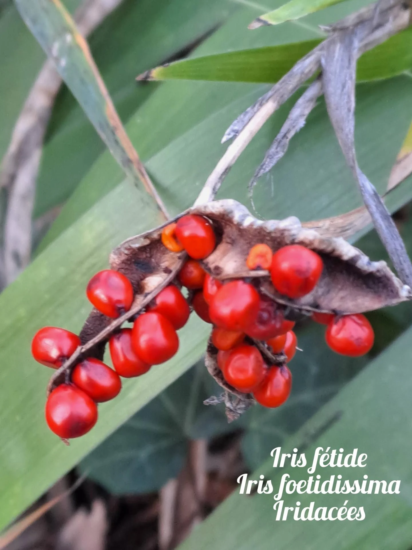 Iris fetide 01 17 12 25