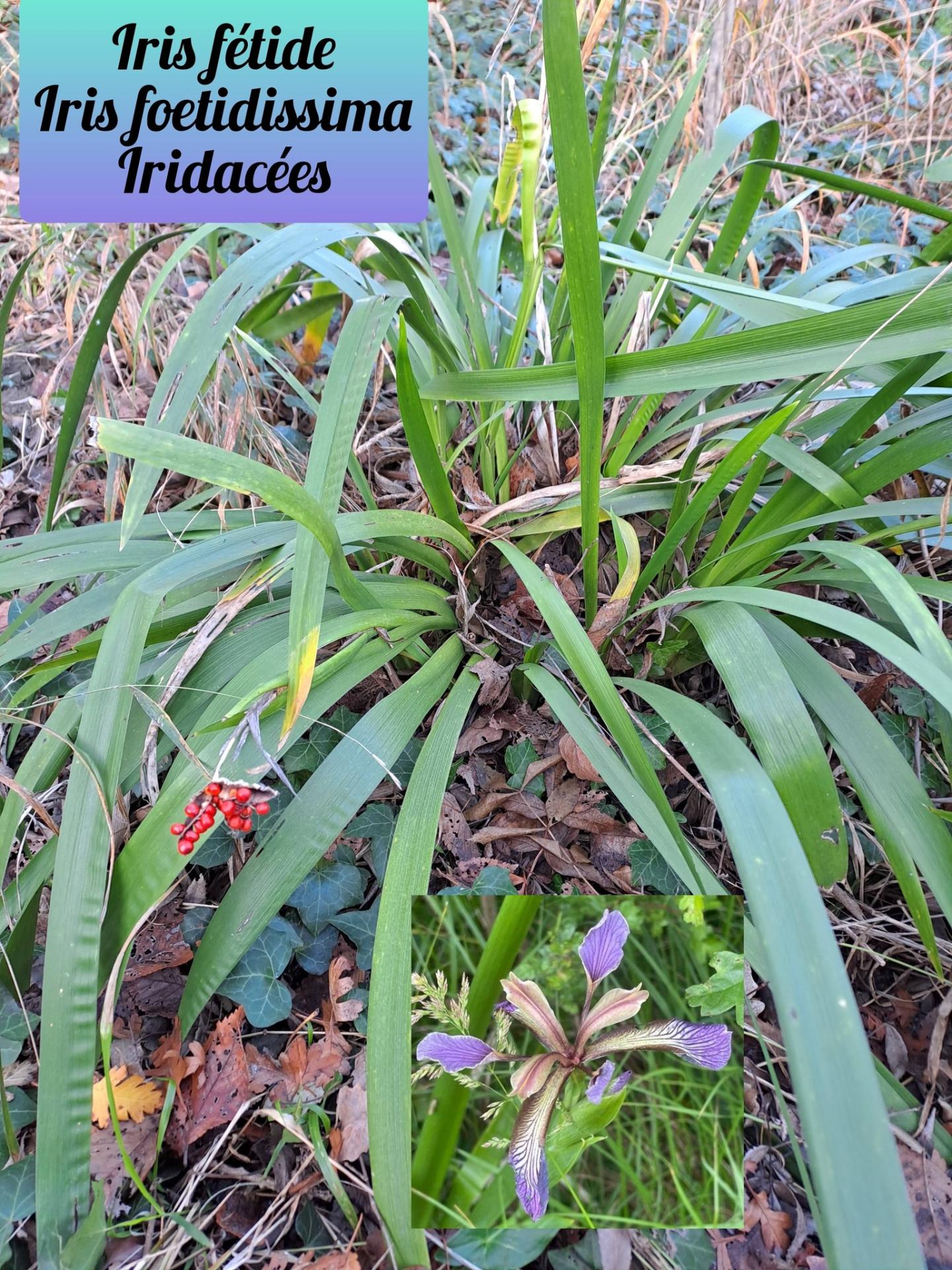 Iris fetide 02 17 12 25