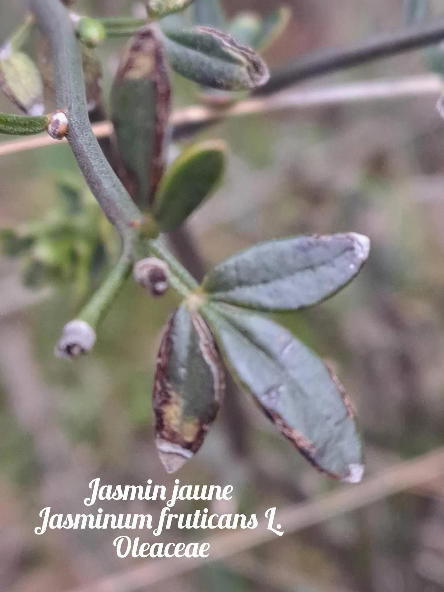 Jasmin jaune 01 10 12 25