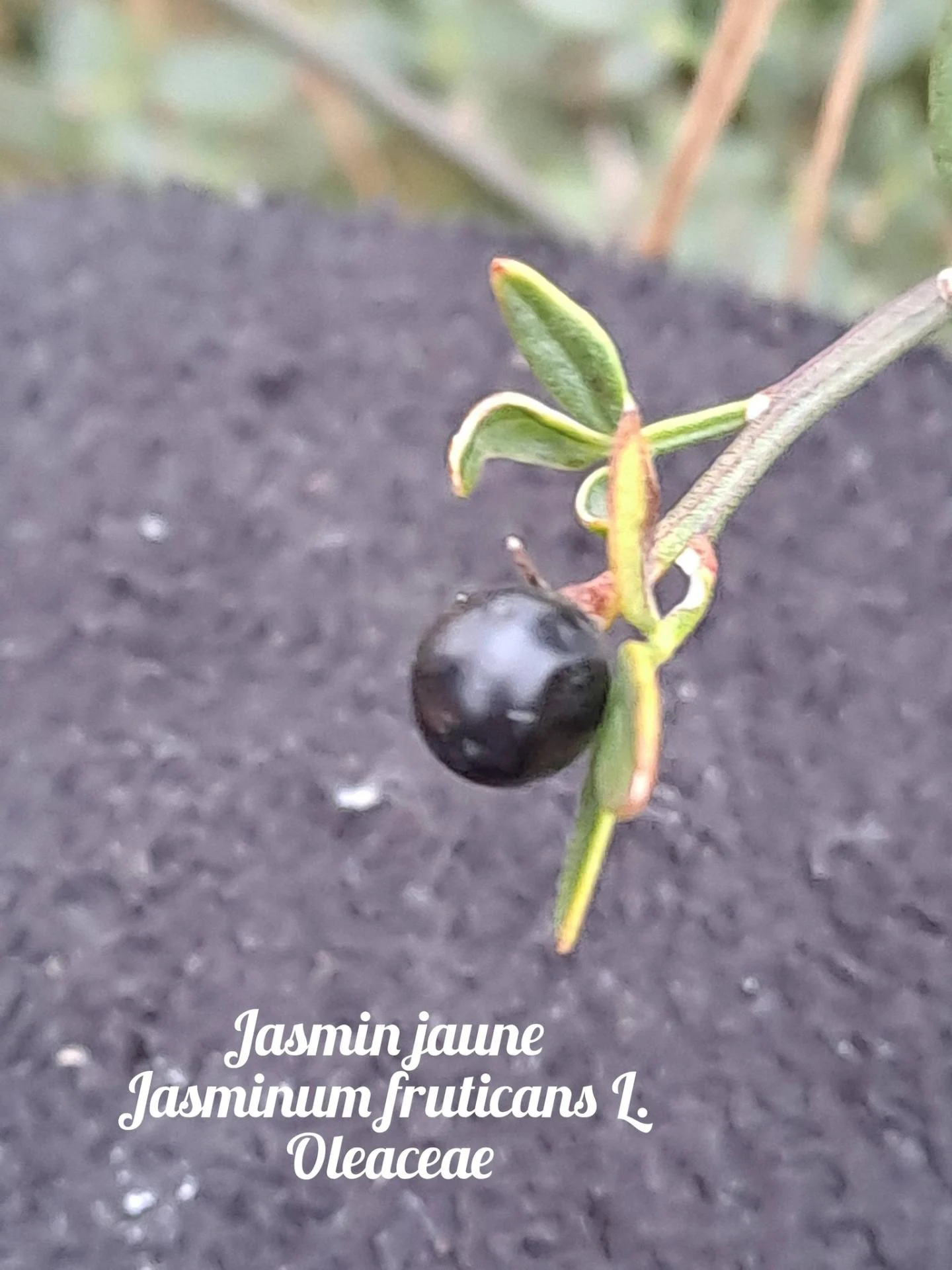 Jasmin jaune 02 10 12 25