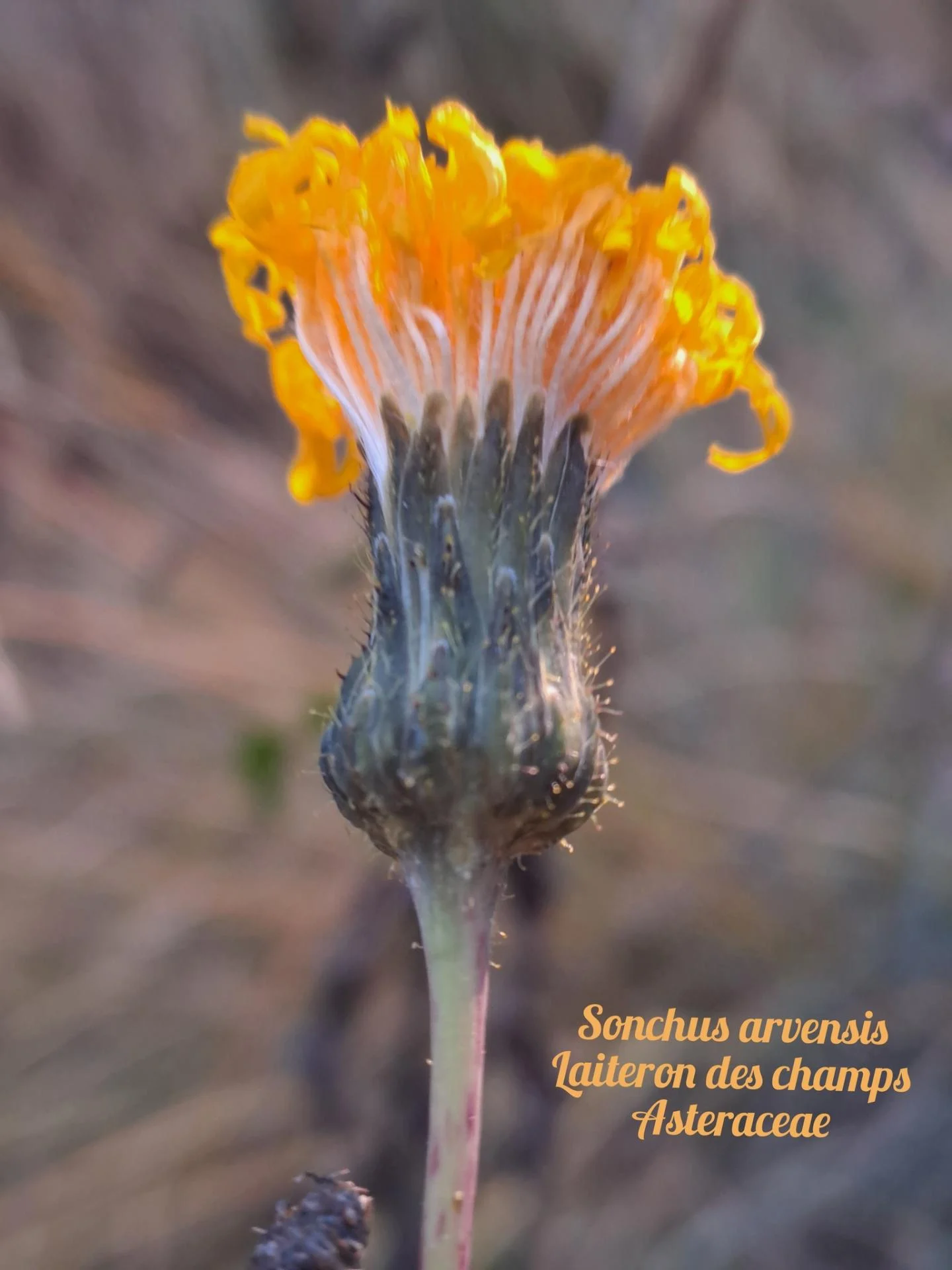 Laiteron des champs 20 11 25 01