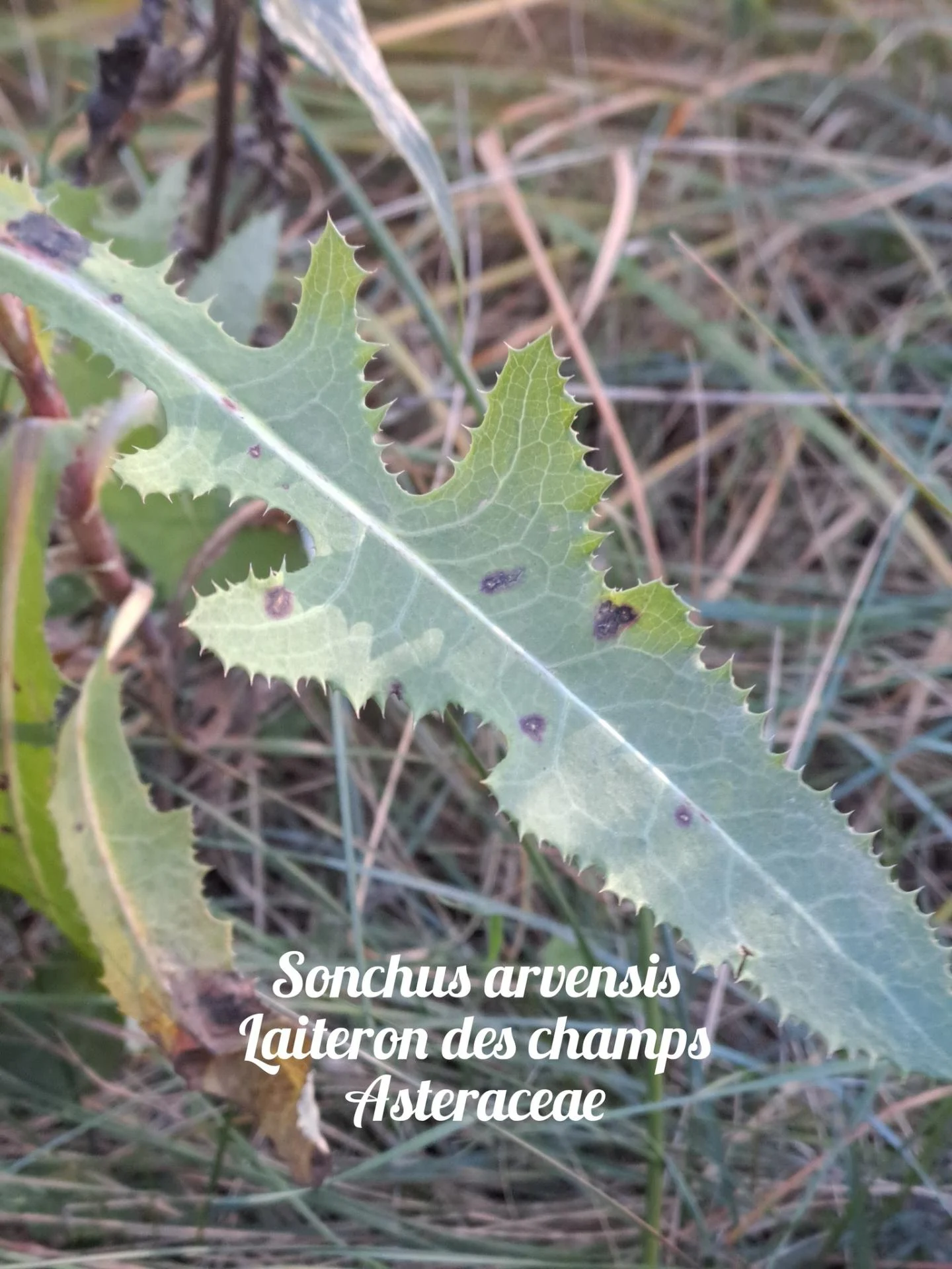 Laiteron des champs 20 11 25 02