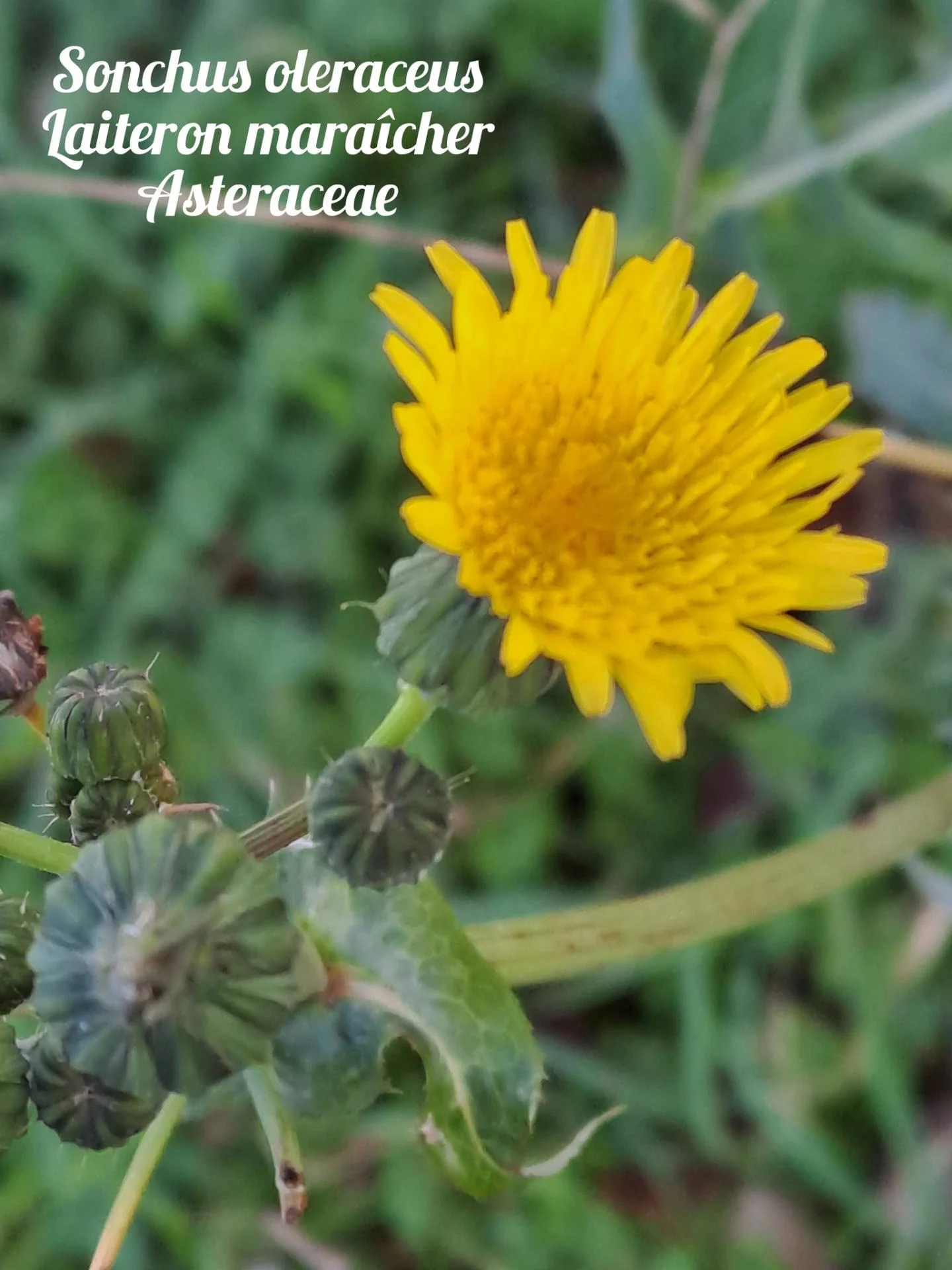 Laiteron maraicher 01 17 12 25