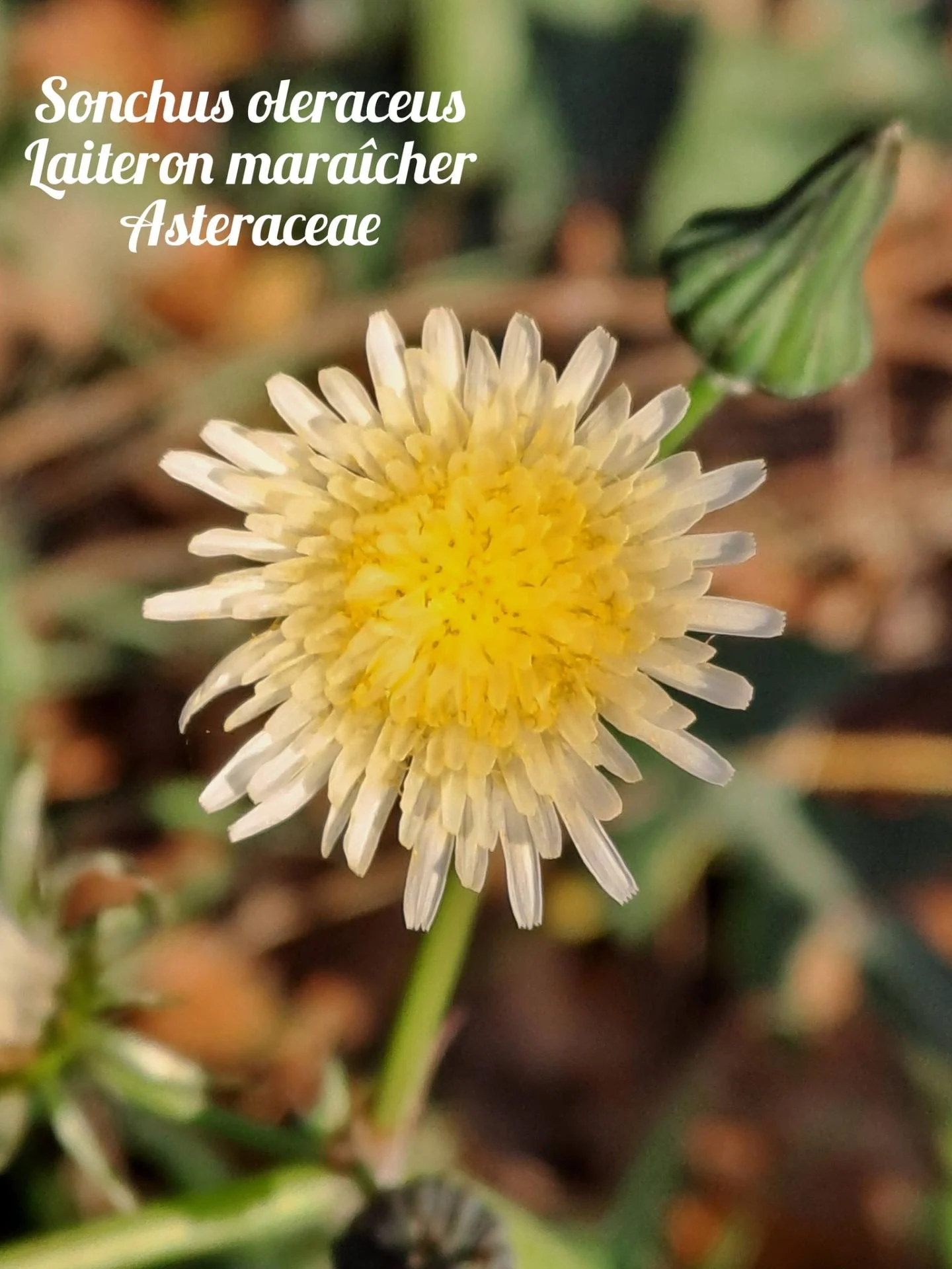 Laiteron maraicher 02 17 12 25