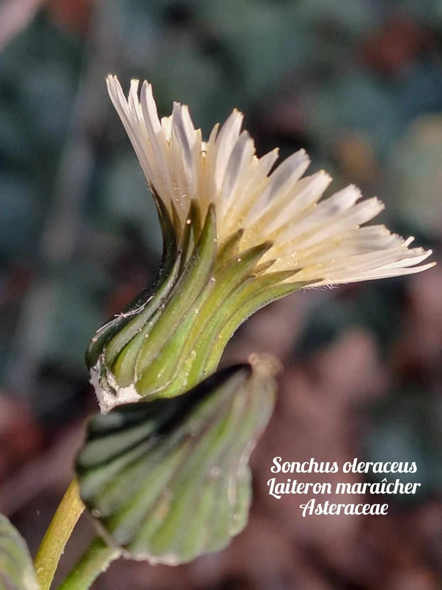 Laiteron maraicher 03 17 12 25