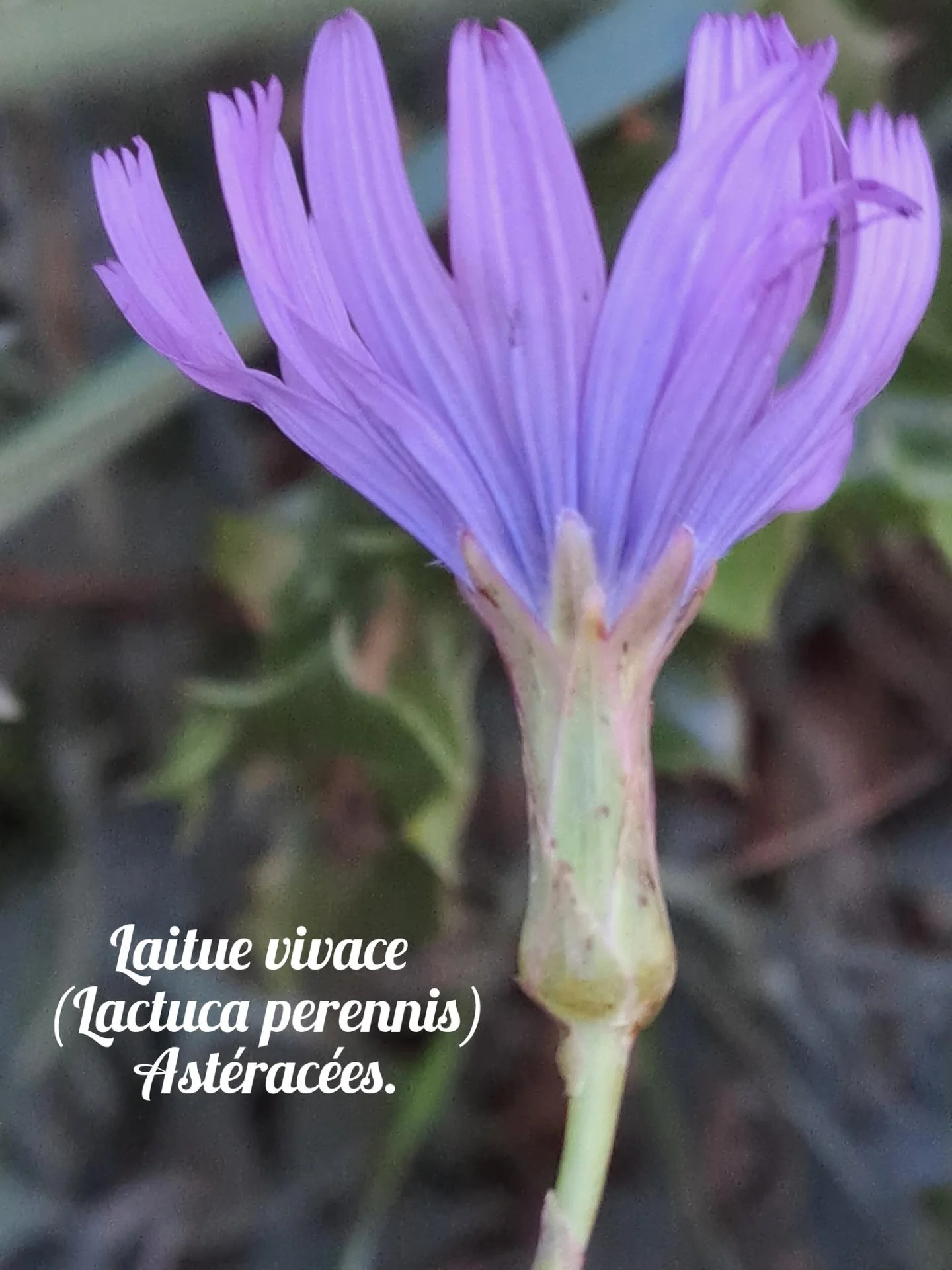 Laitue vivace 20 11 25 01