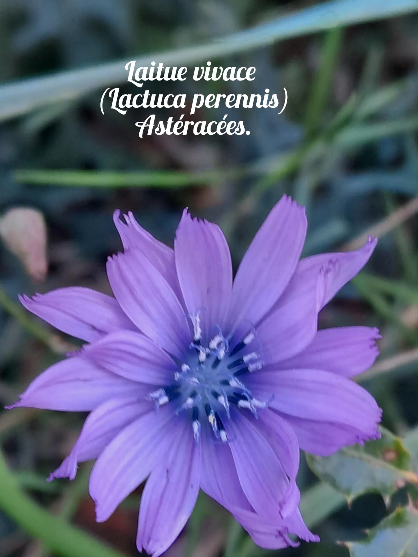 Laitue vivace 20 11 25 02