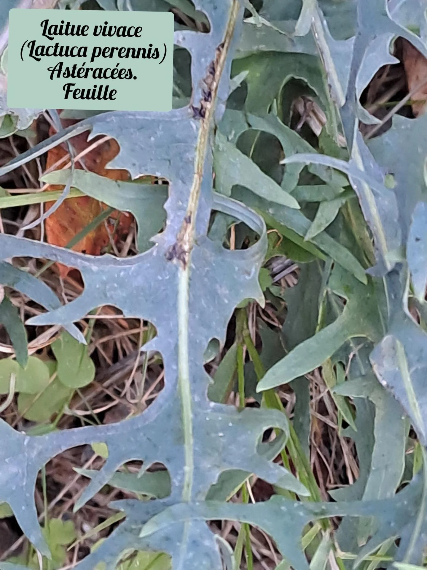 Laitue vivace 20 11 25 03