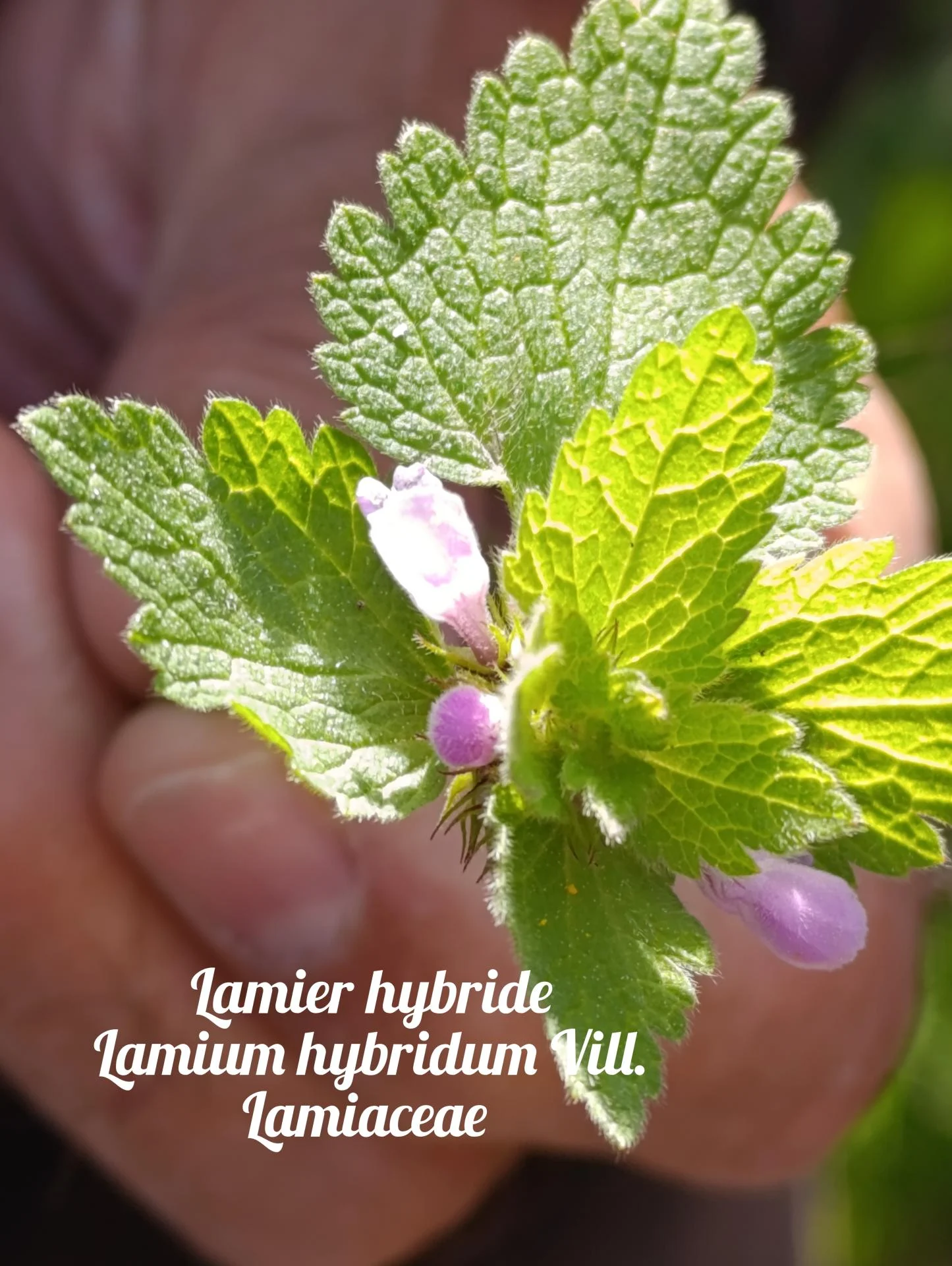 Lamier hybride 02 25 03 26