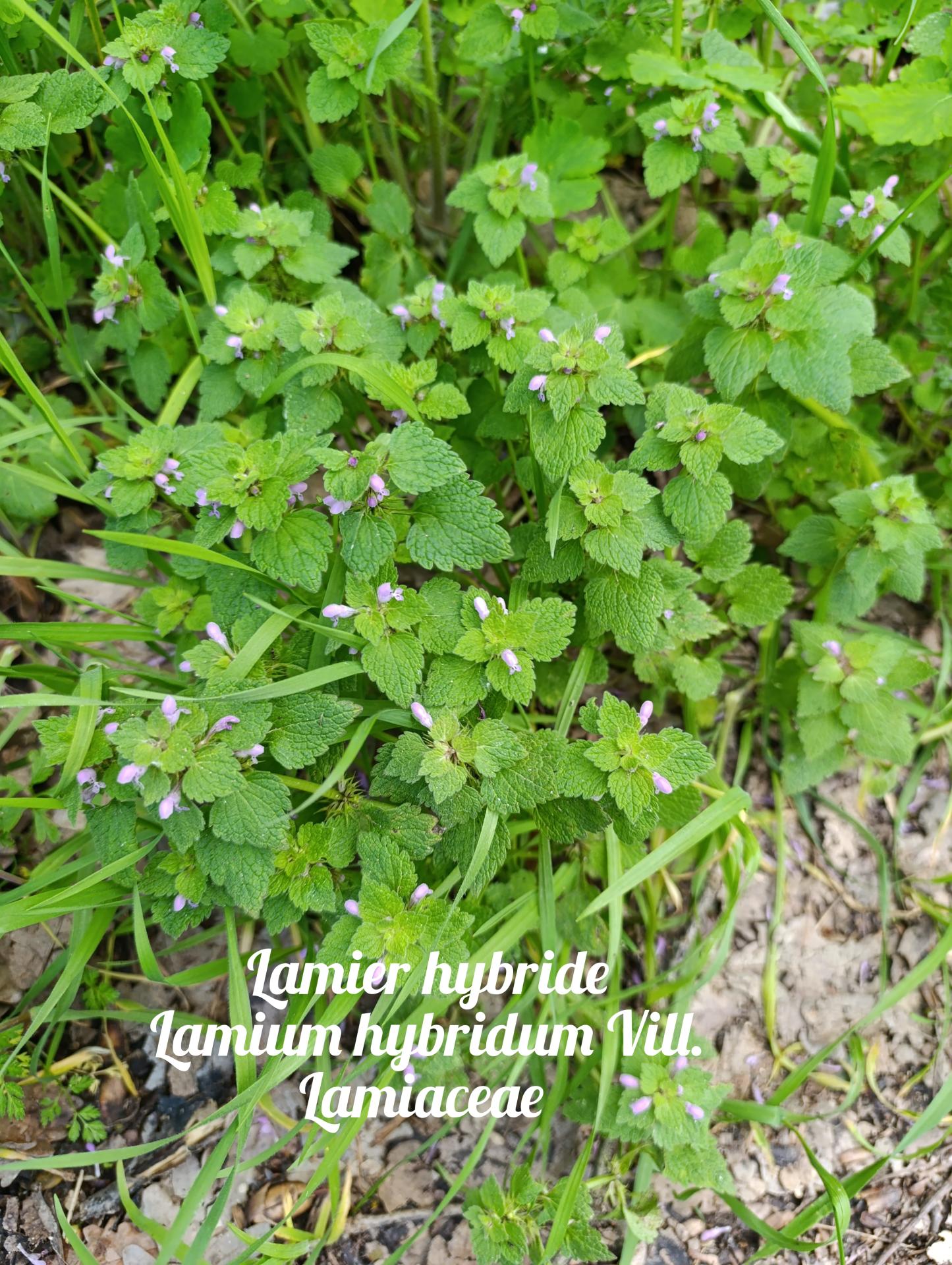 Lamier hybride 03 25 03 26