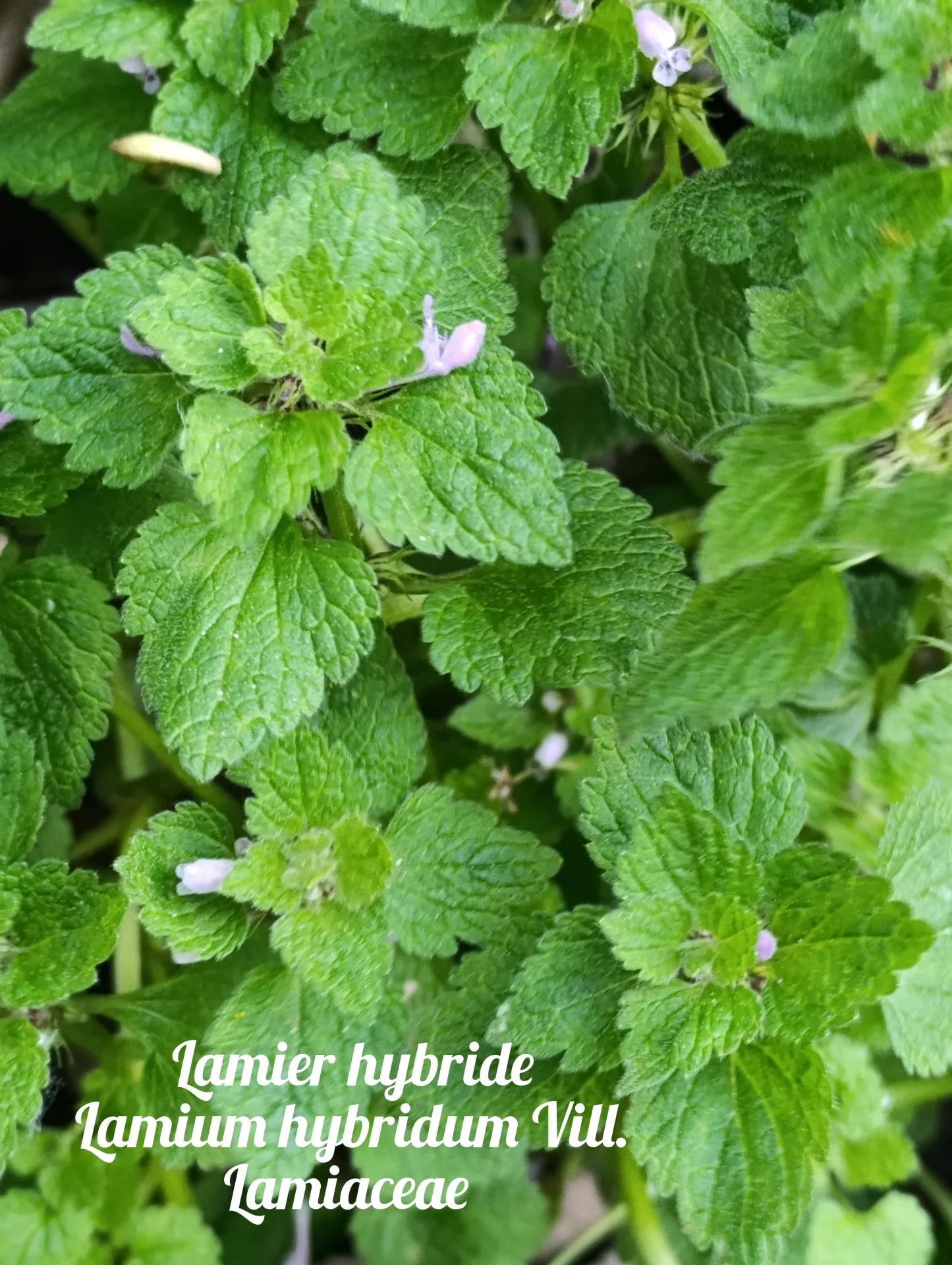 Lamier hybride 04 25 03 26