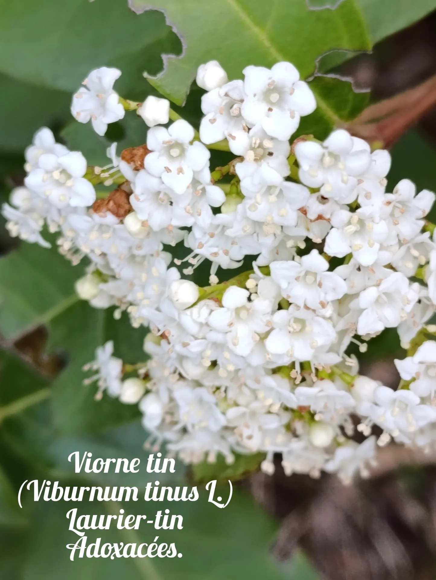 Laurier tin 01 25 03 26