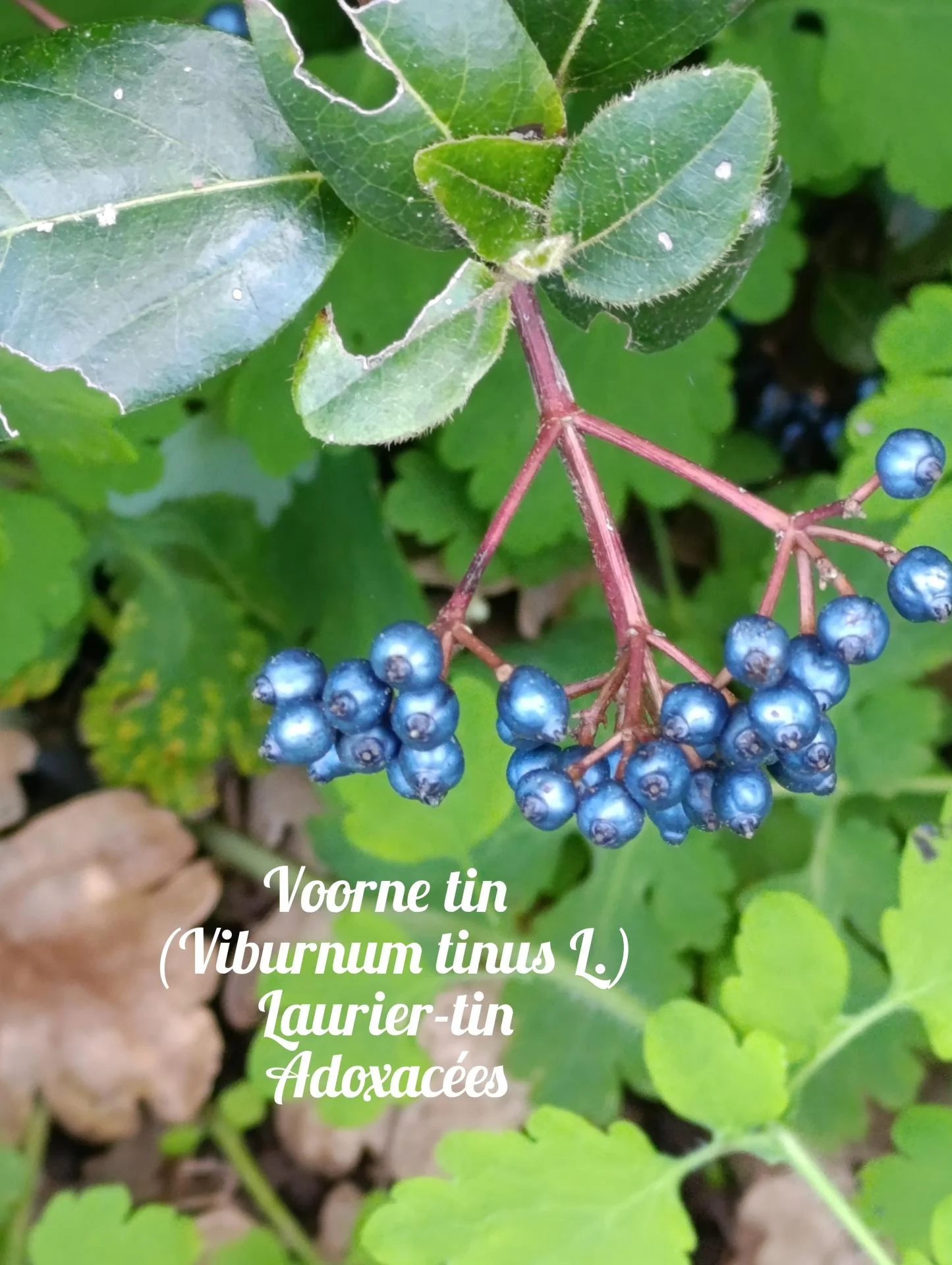 Laurier tin 02 25 03 26