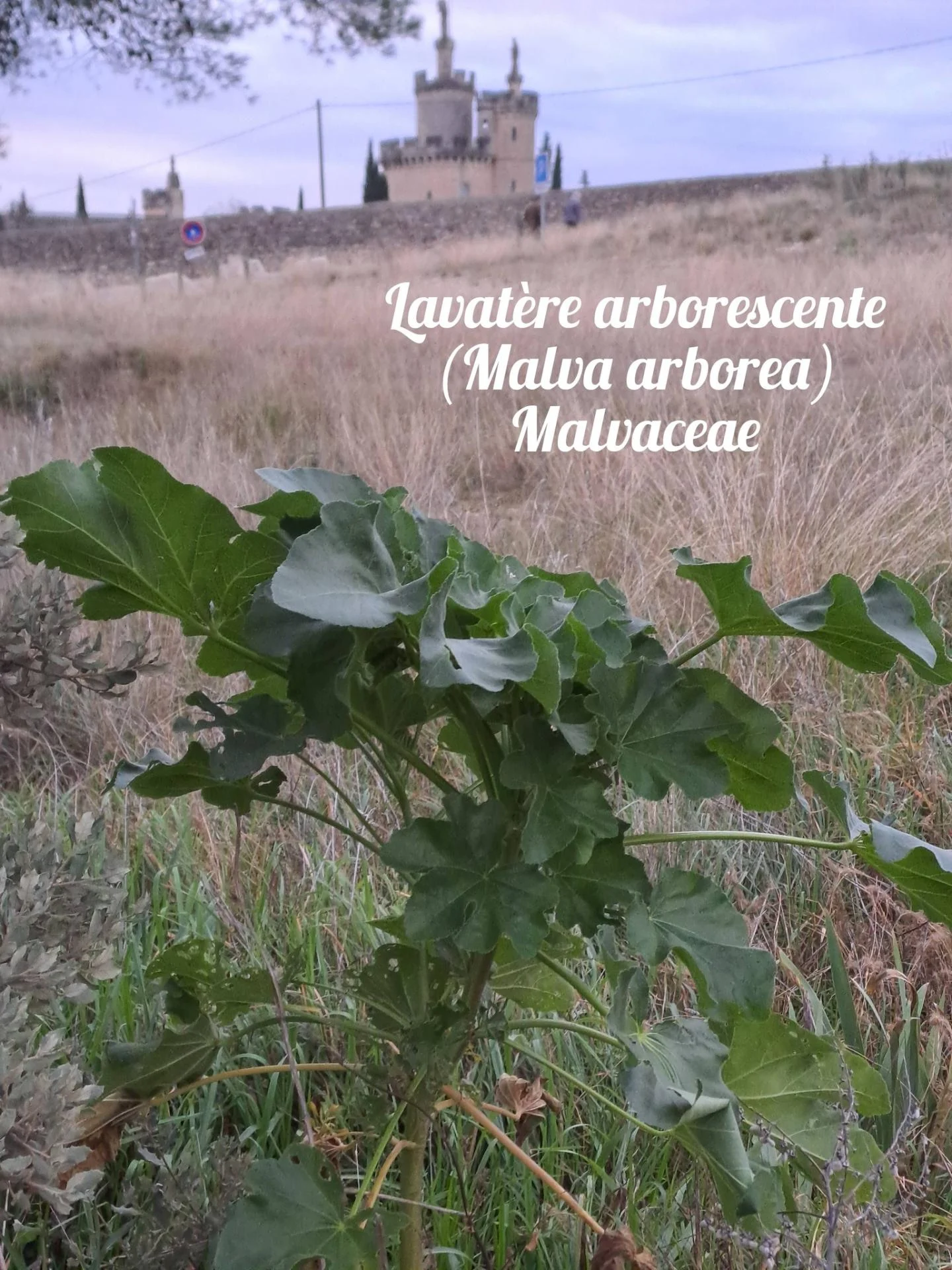 Lavatere arborescente 01 10 12 25