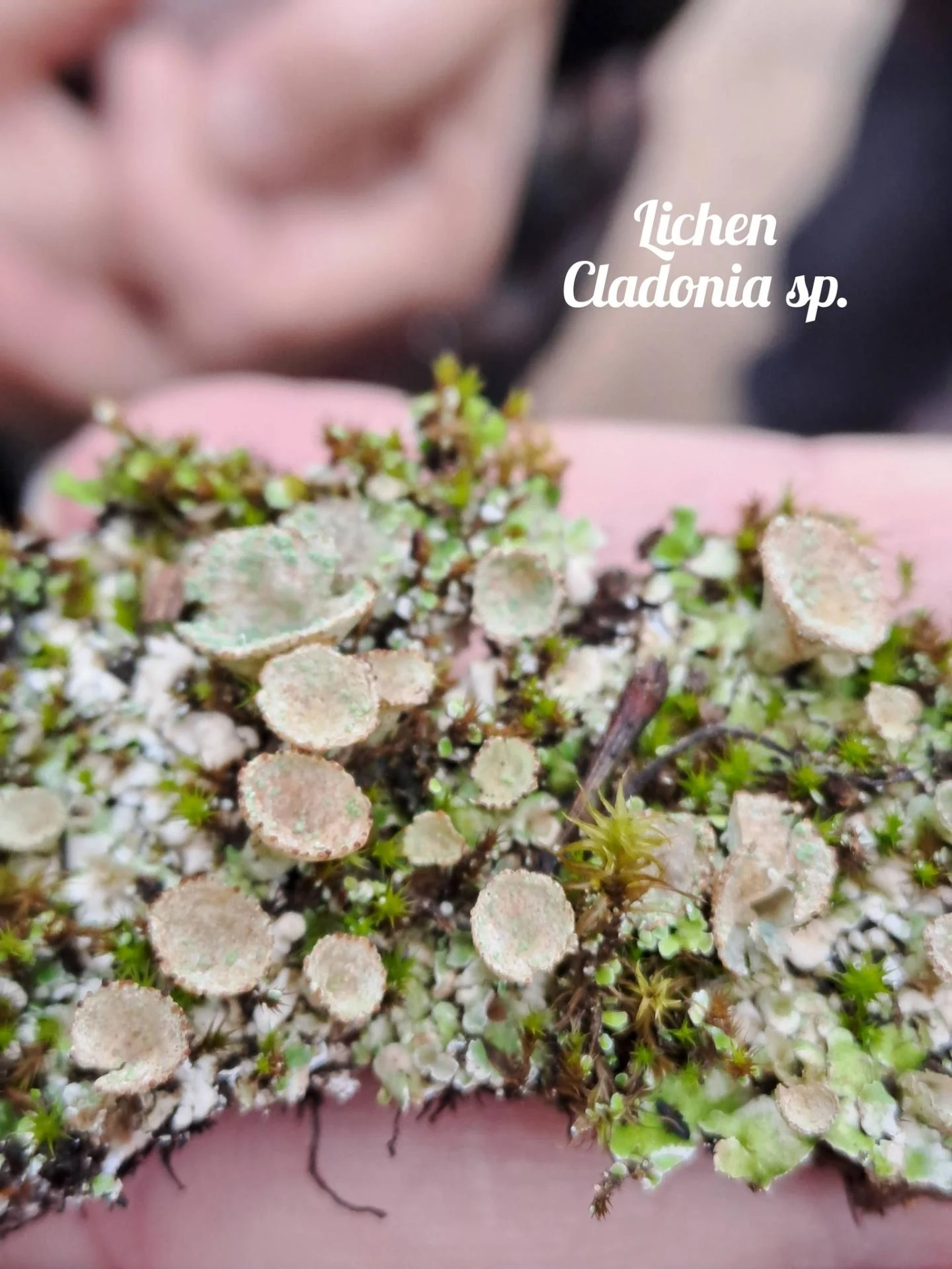 Lichen cladonia sp 04 12 25 01