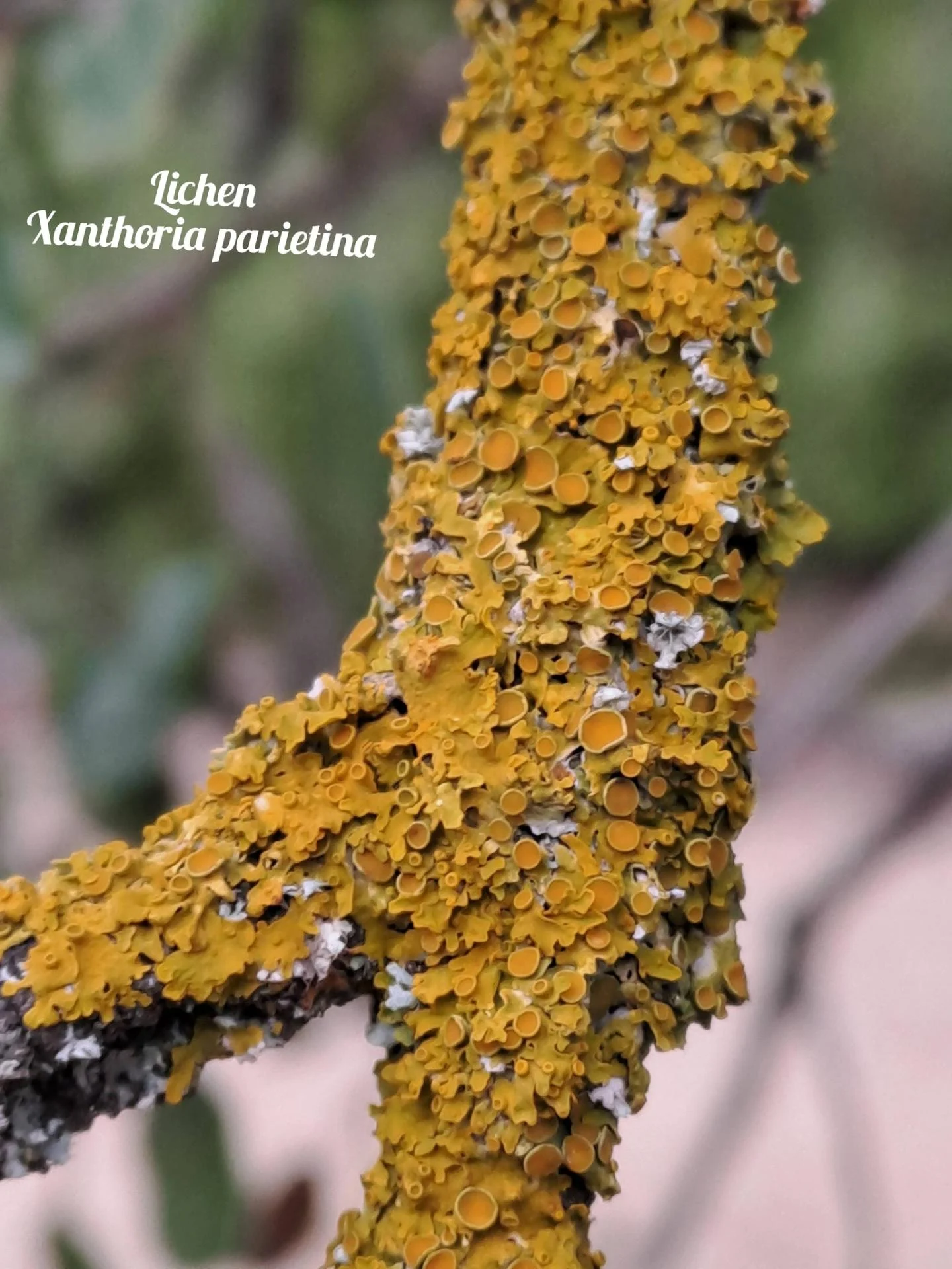 Lichen xanthoria parietina 04 12 25 01
