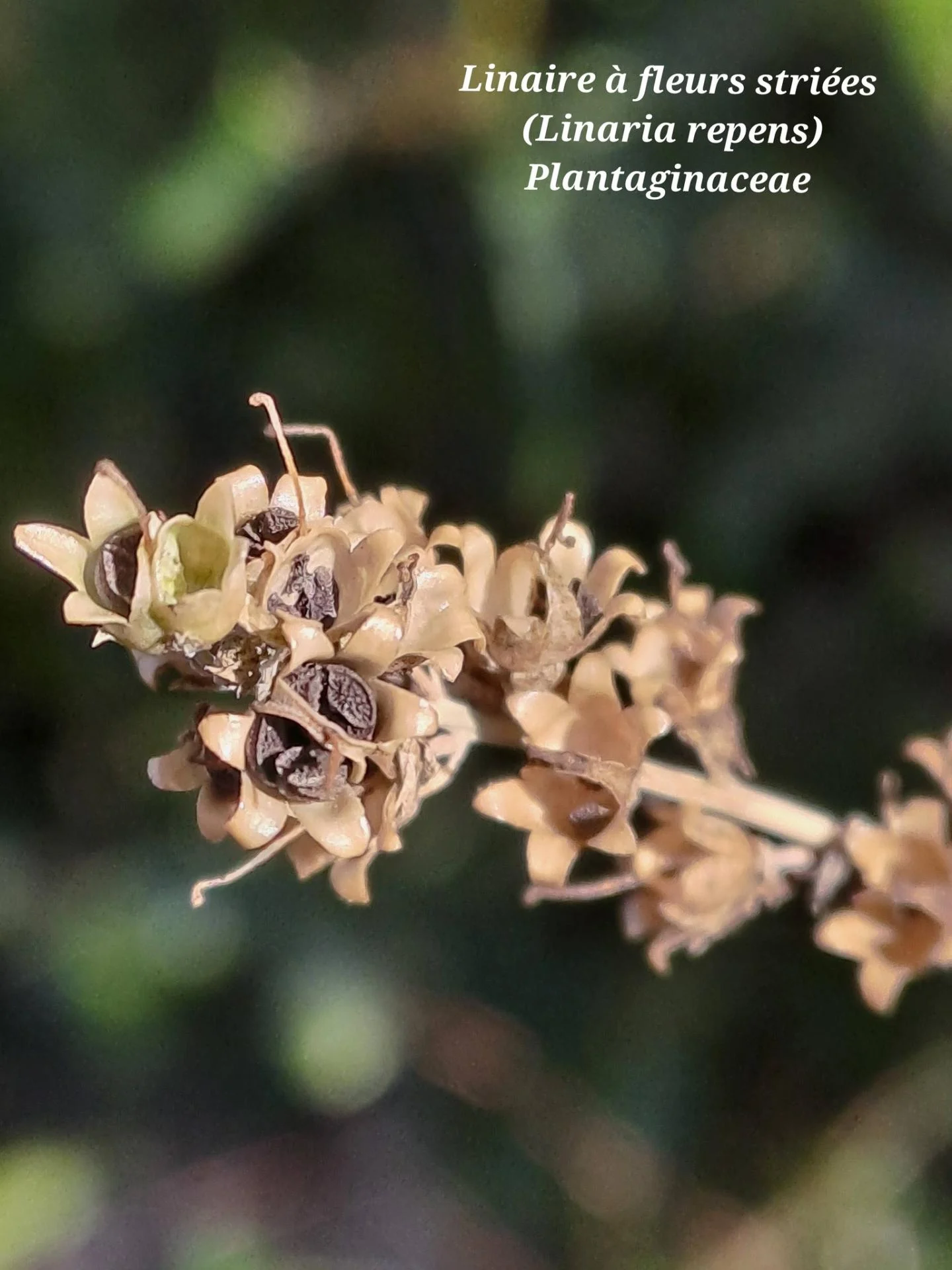 Linaire a fleurs striees 01 07 01 26