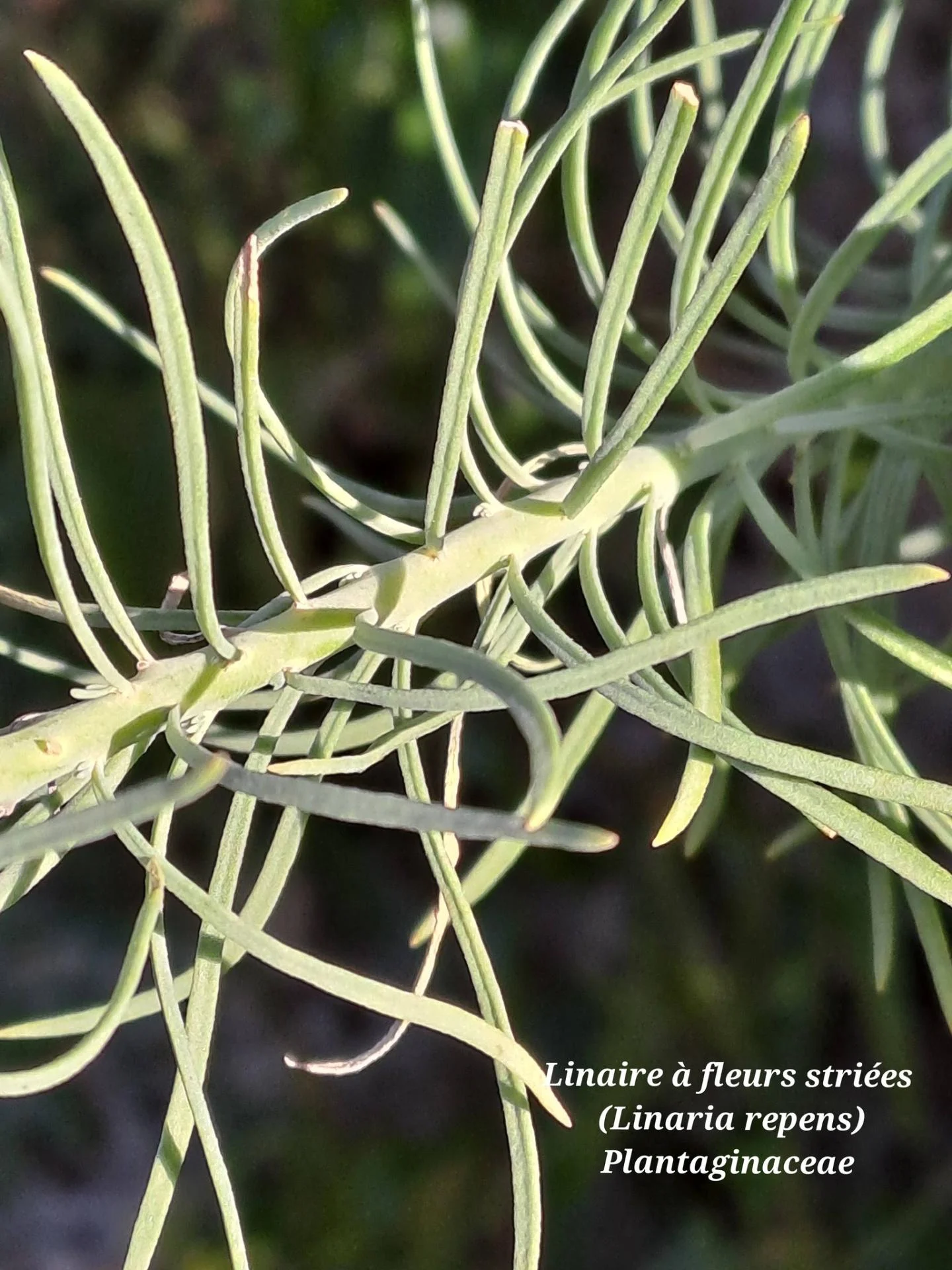 Linaire a fleurs striees 02 07 01 26