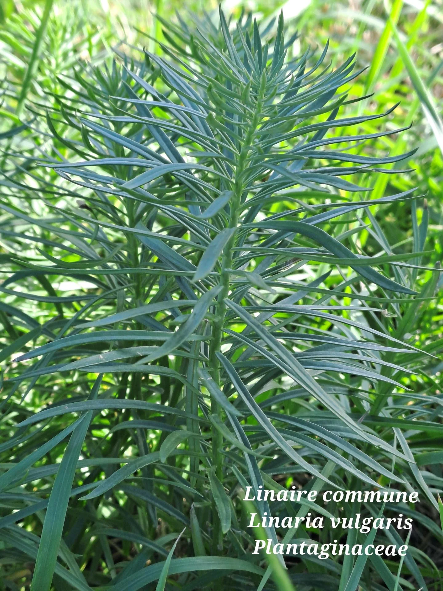 Linaire commune 01 28 01 26