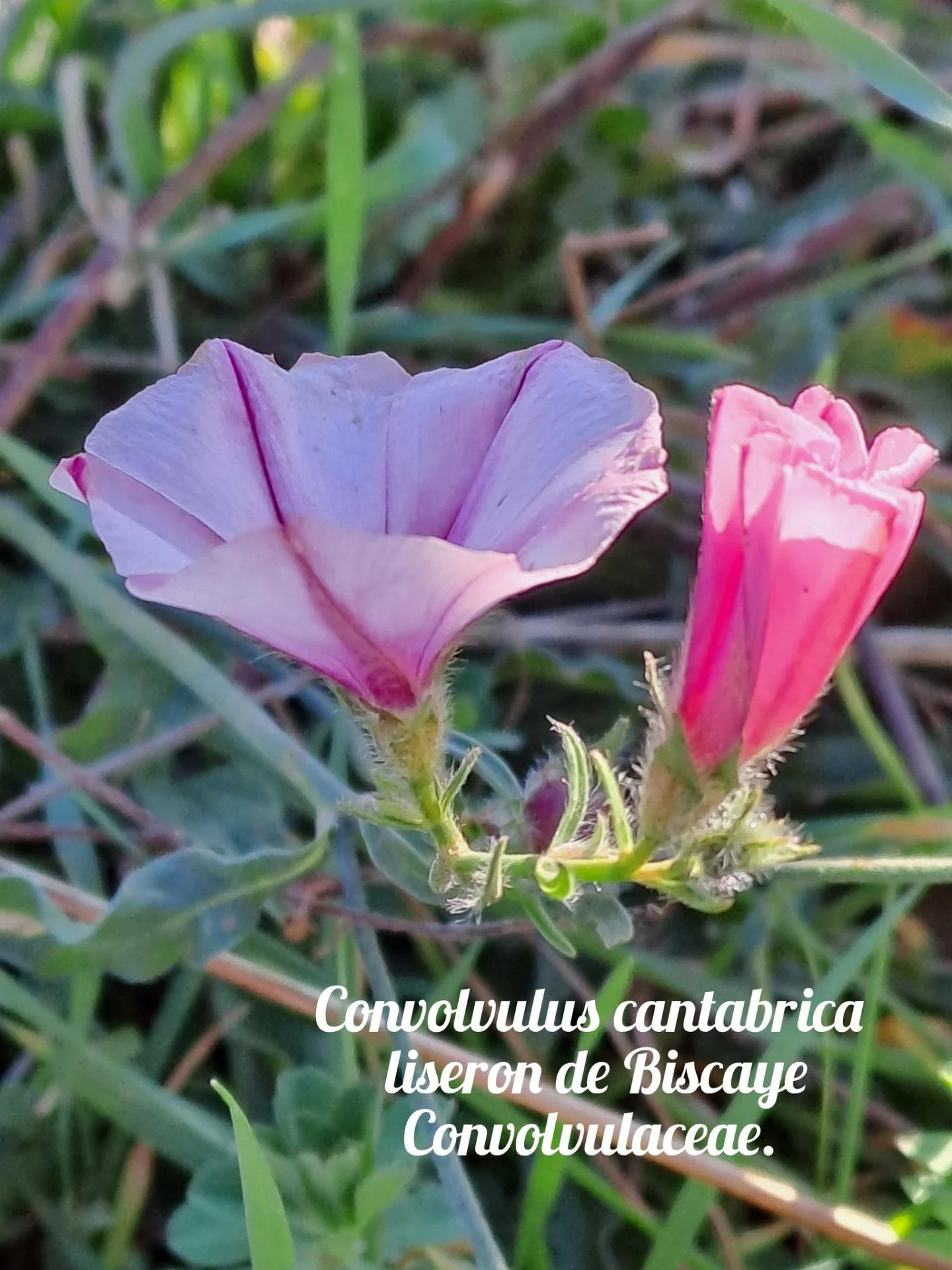 Liseron de biscaye 20 11 25 01