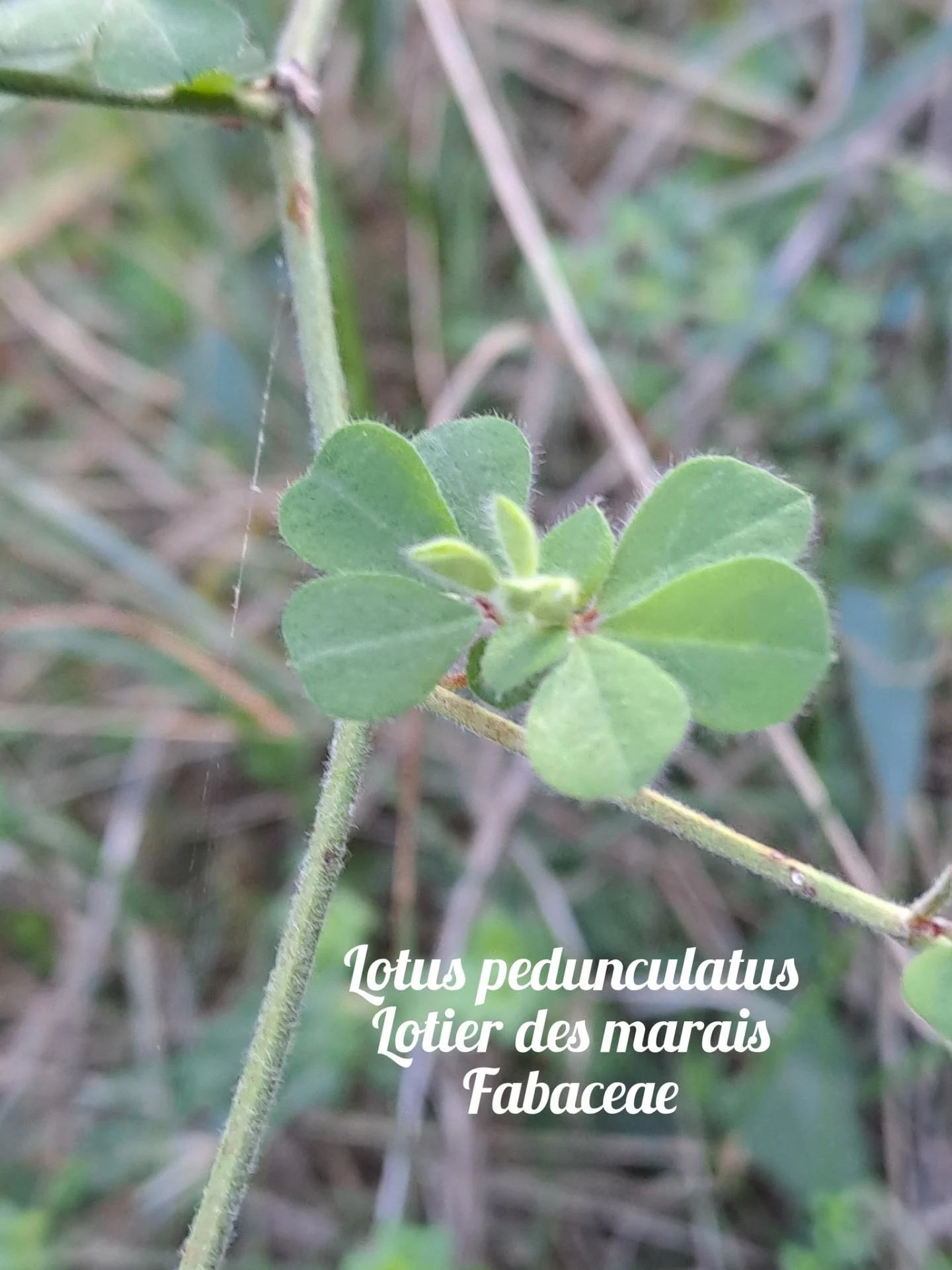 Lotier des marais 20 11 25 01