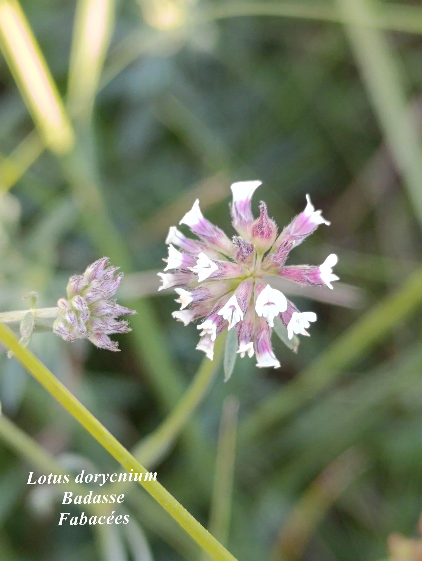 Lotus dorycnium 02