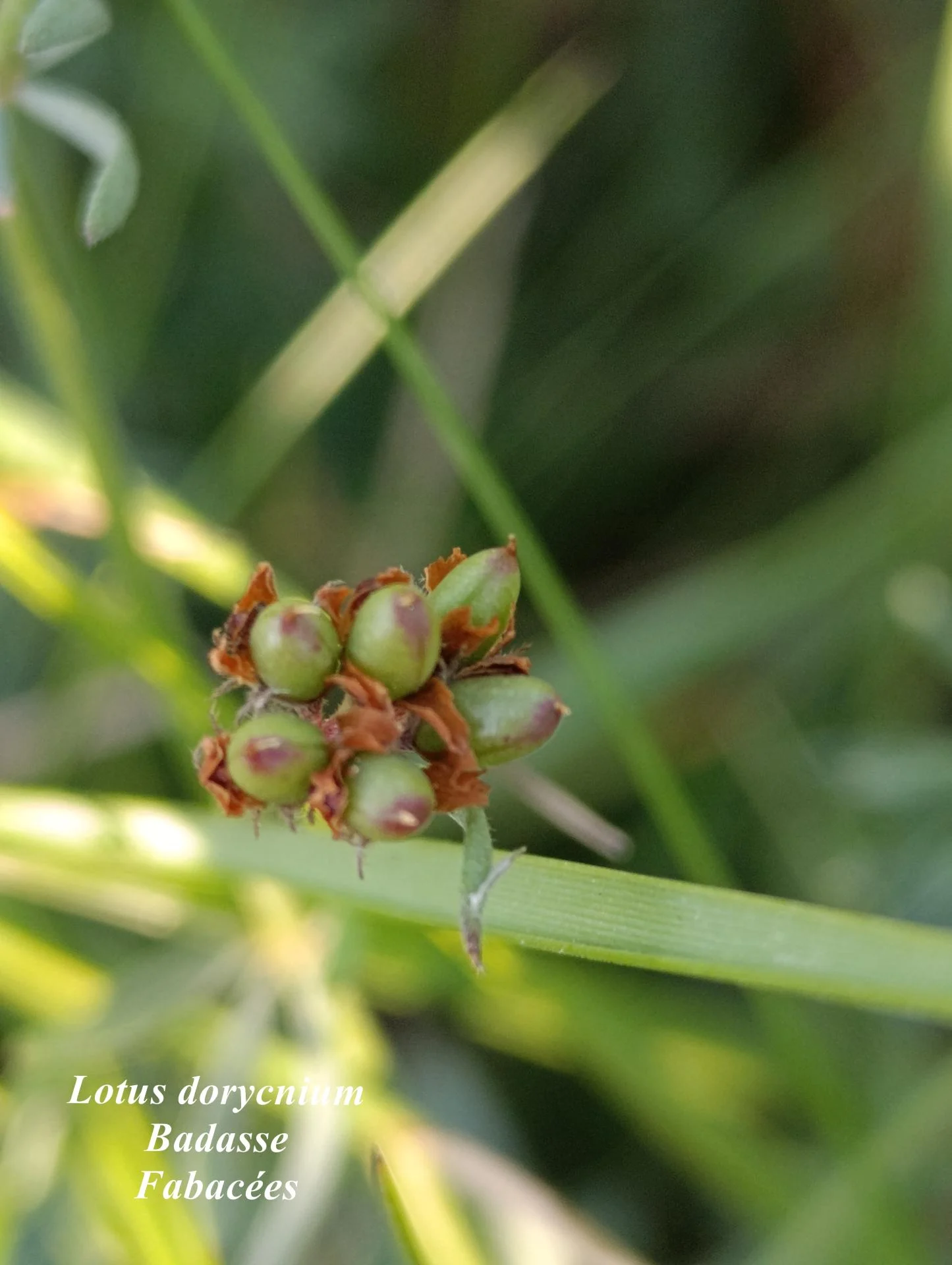 Lotus dorycnium 03