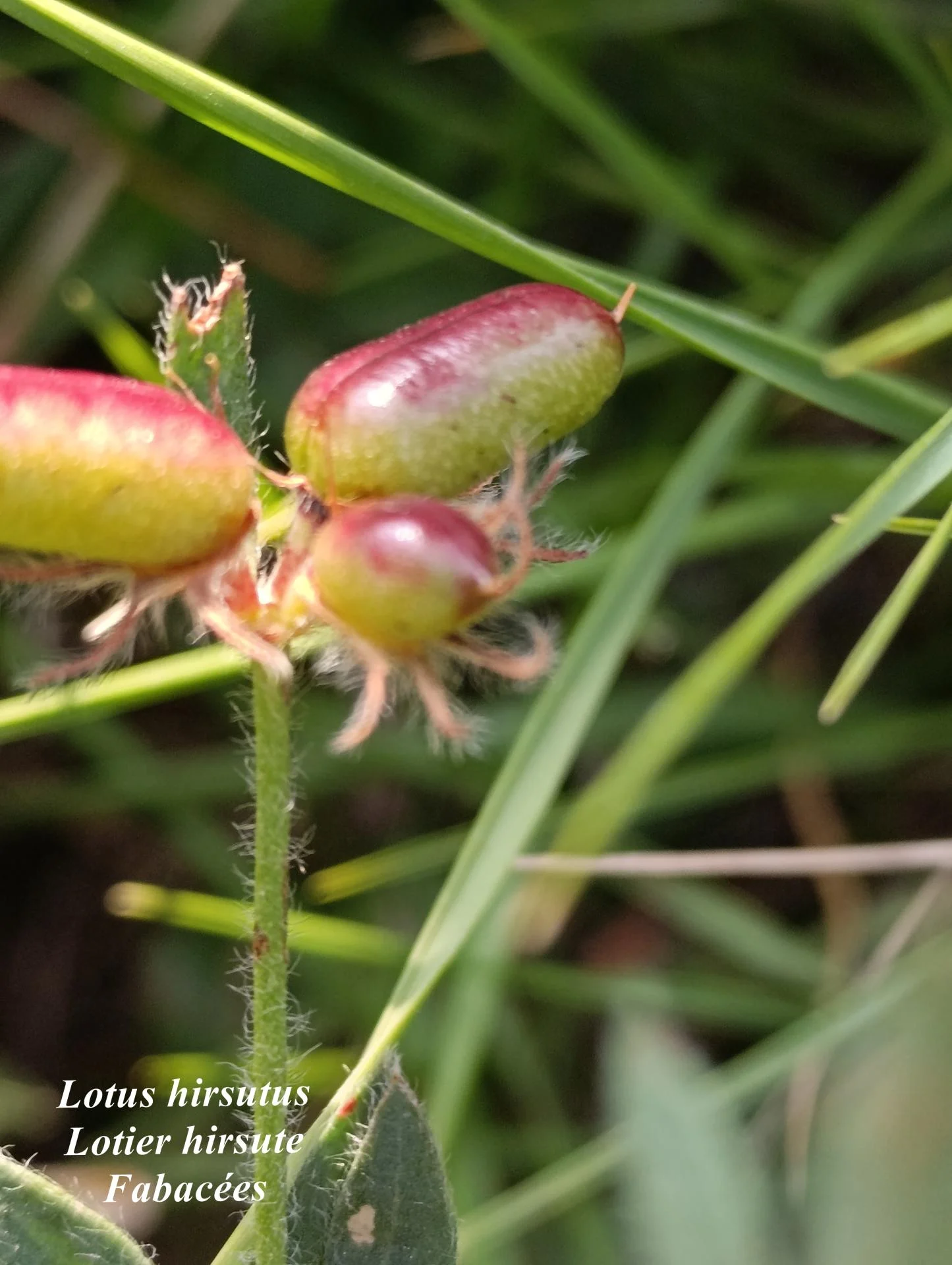 Lotus hirsutus 02