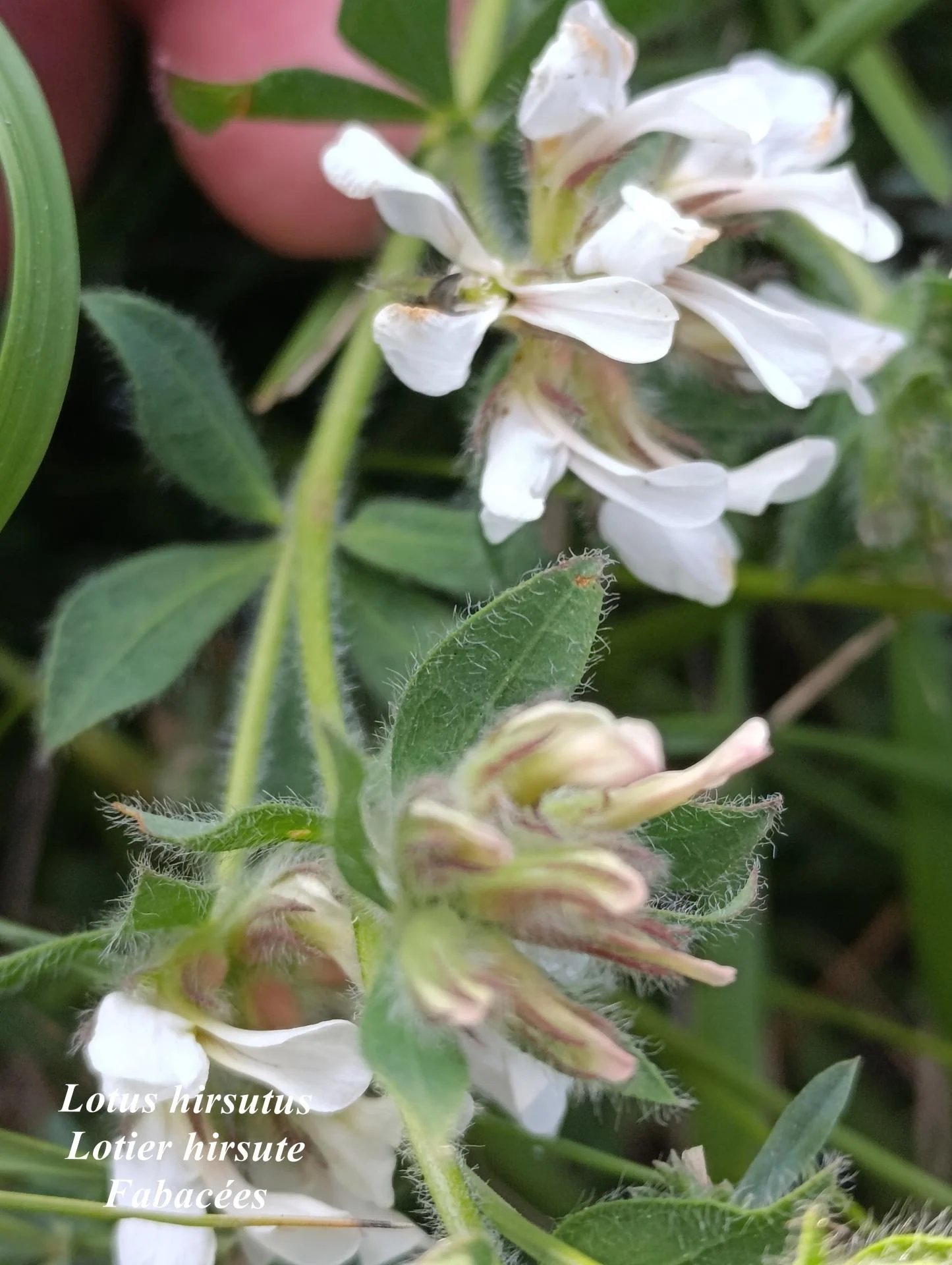 Lotus hirsutus 03