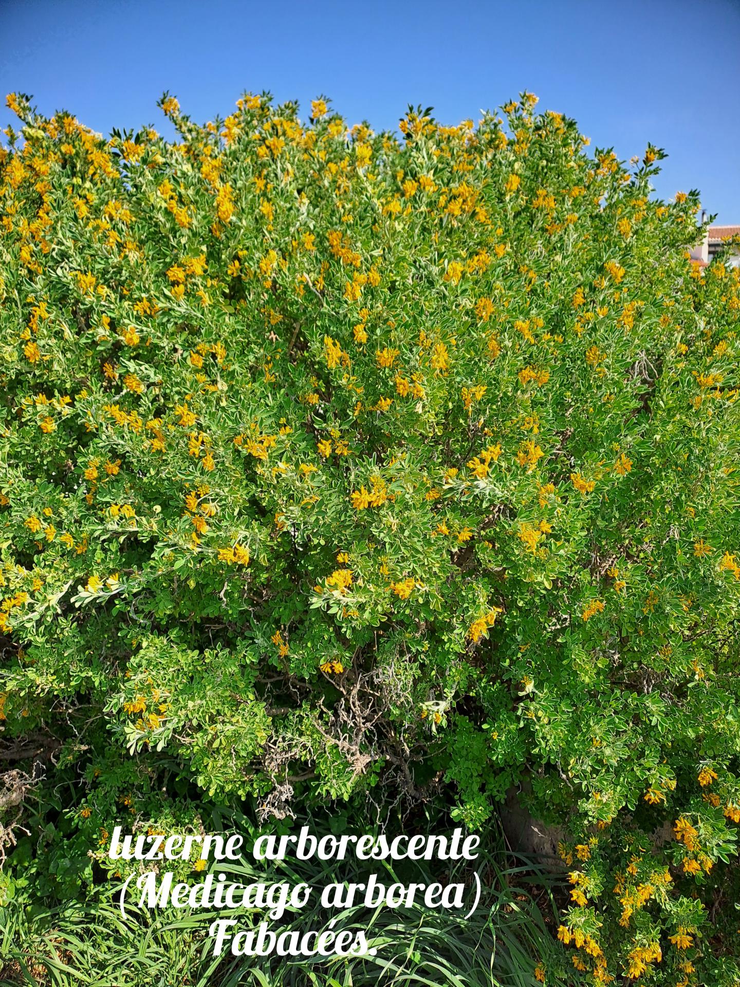 Luzerne arborescente 01 23 03 26