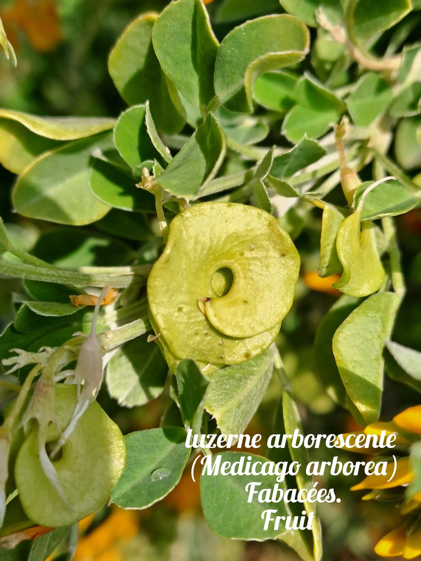 Luzerne arborescente 02 23 03 26